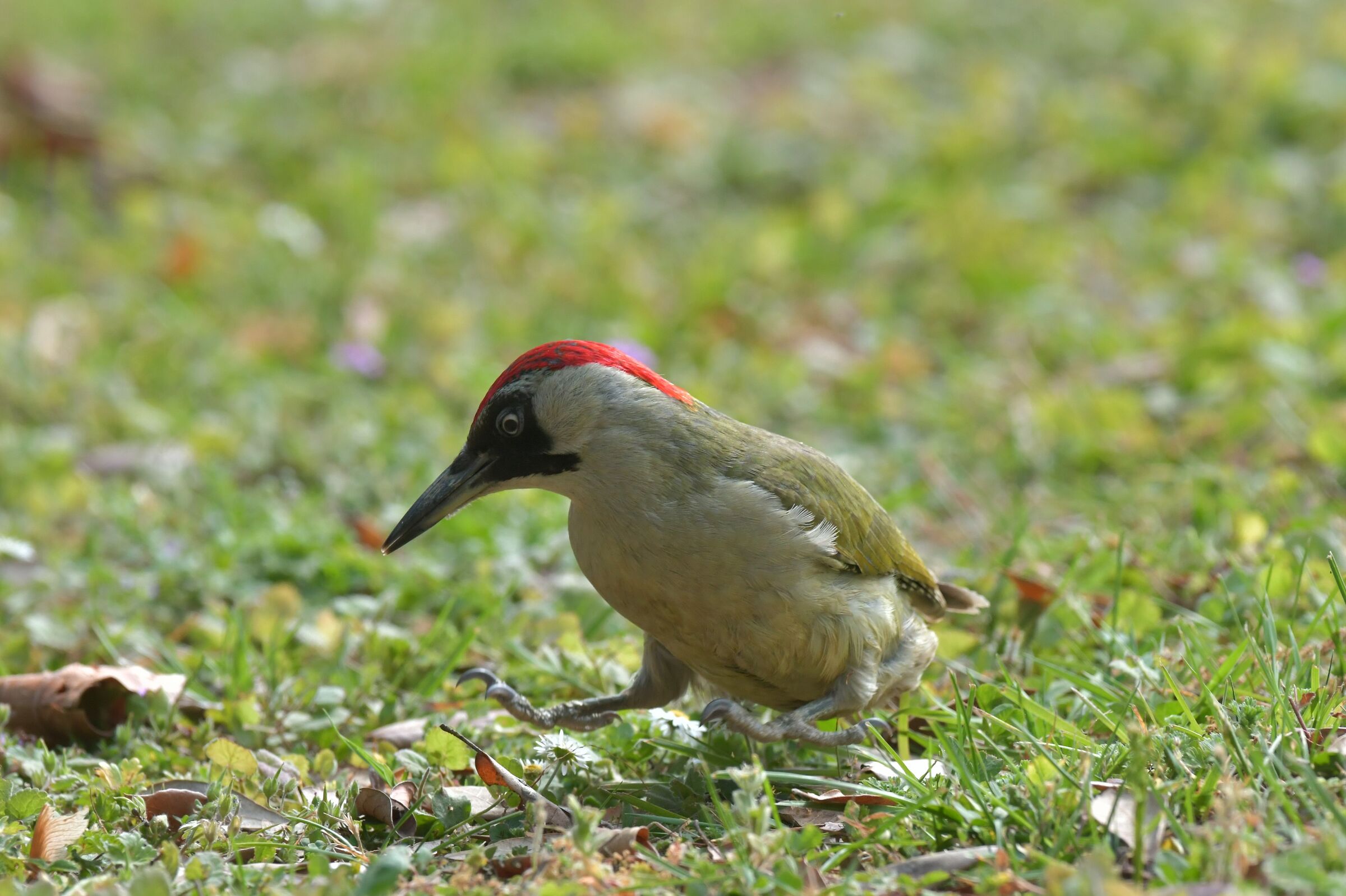 picchio verde femmina 25-04-2020
