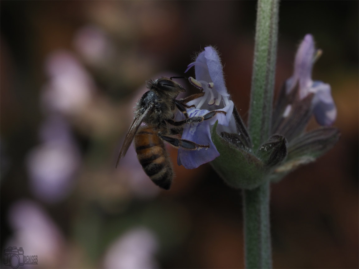 Apis mellifera, Linneus 1758
