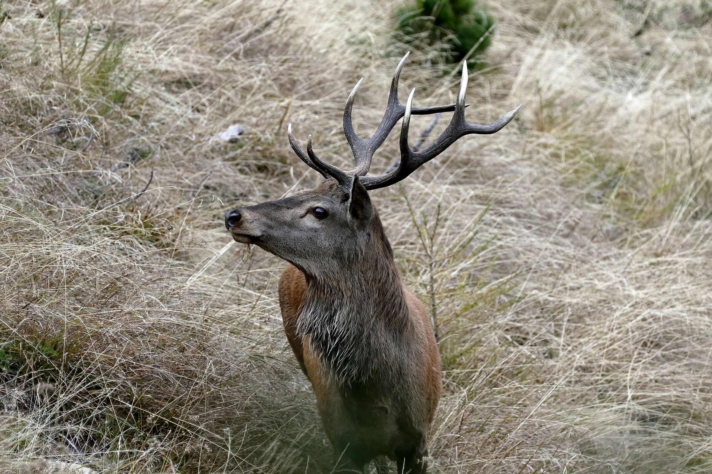 Elaphus Cervus