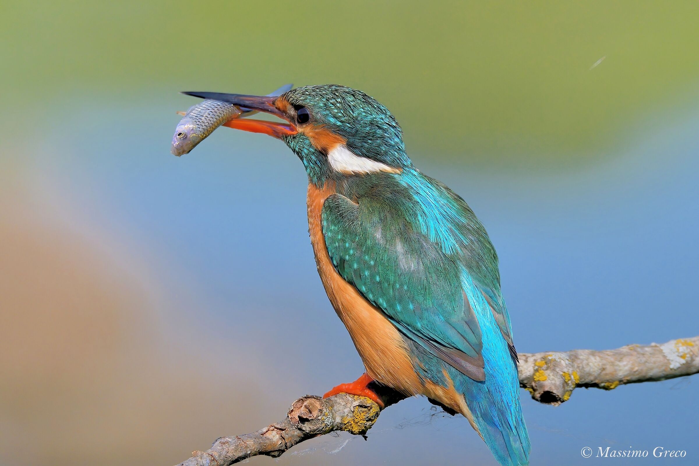 Kingfisher