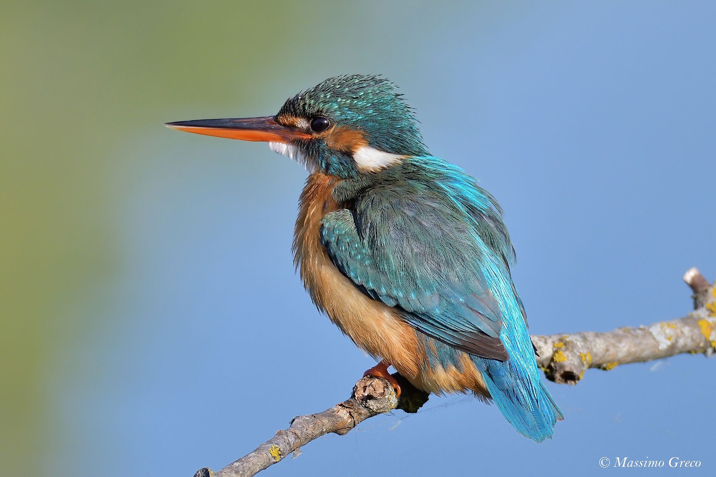 Kingfisher