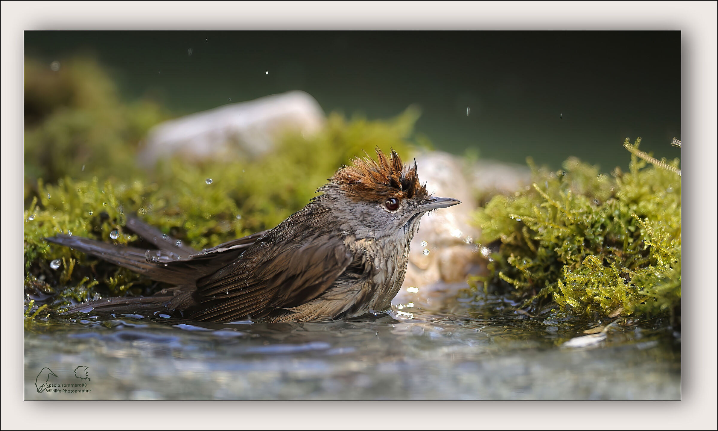 Sylvia atricapilla ?