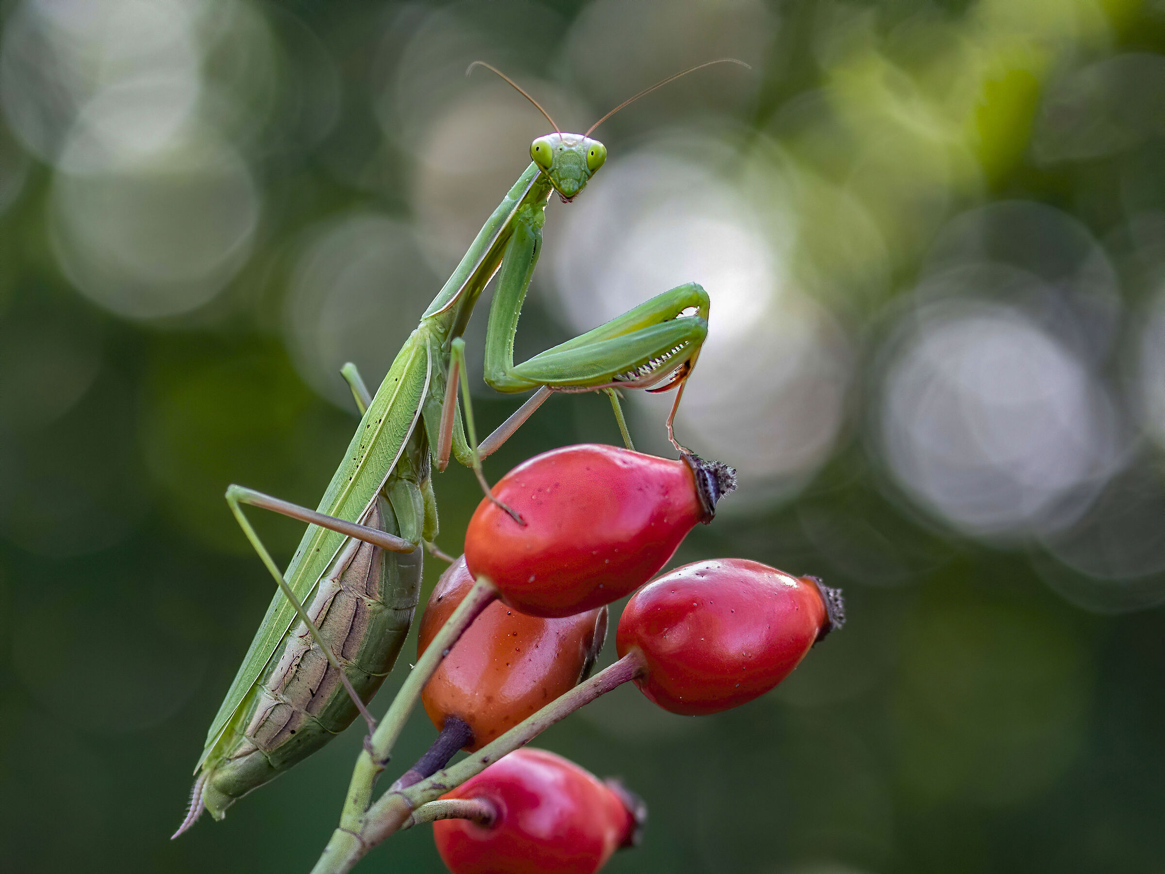 mantide religiosa su bacche di rosa canina.