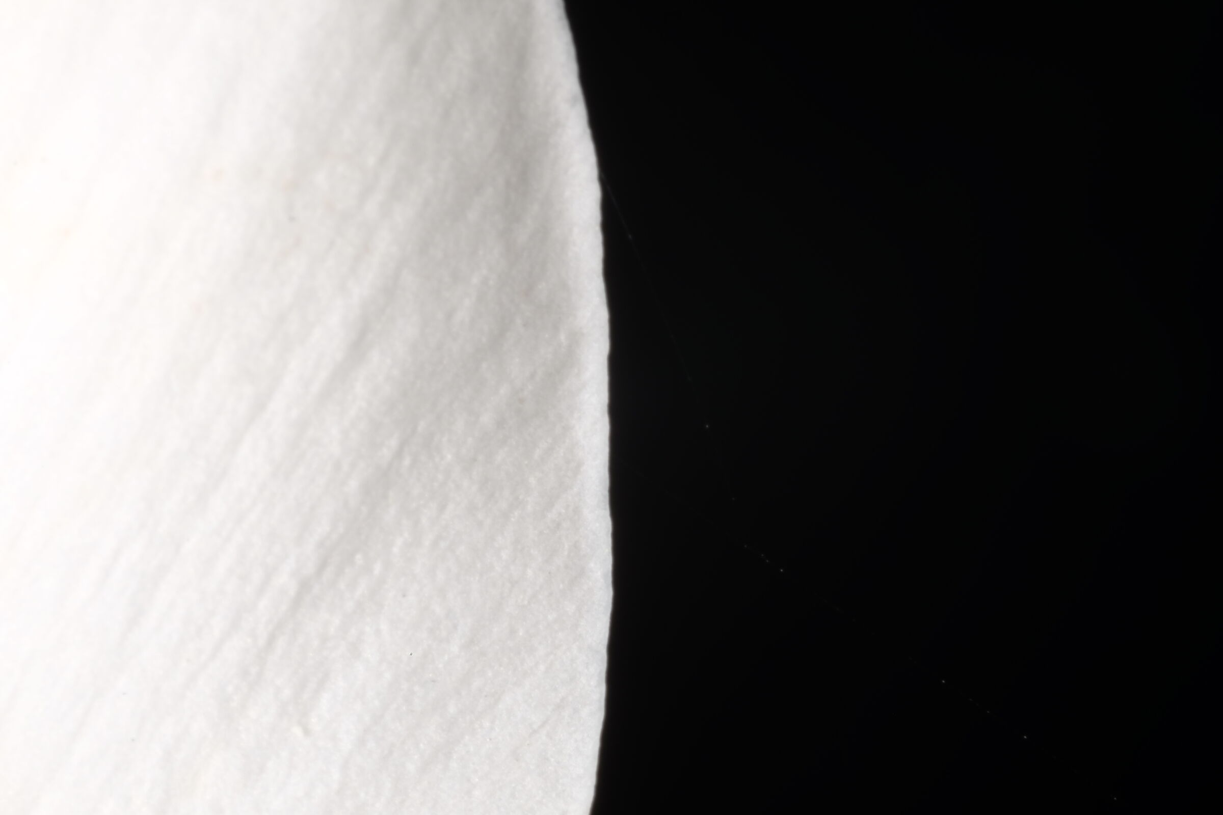 yin yang