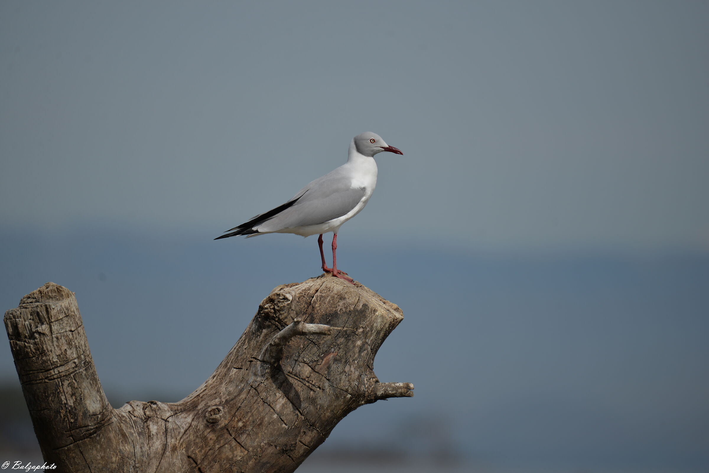 Seagull Lake Naivasha