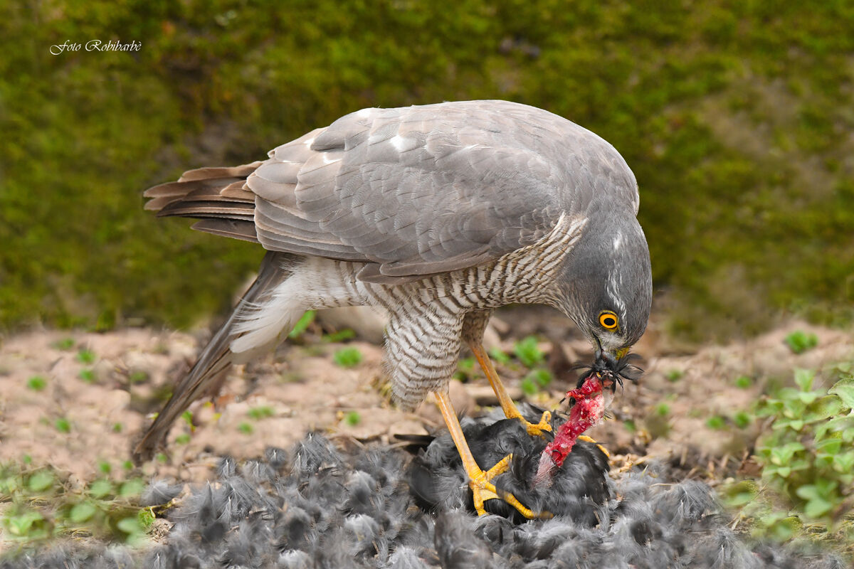 L'infallibile predatore...