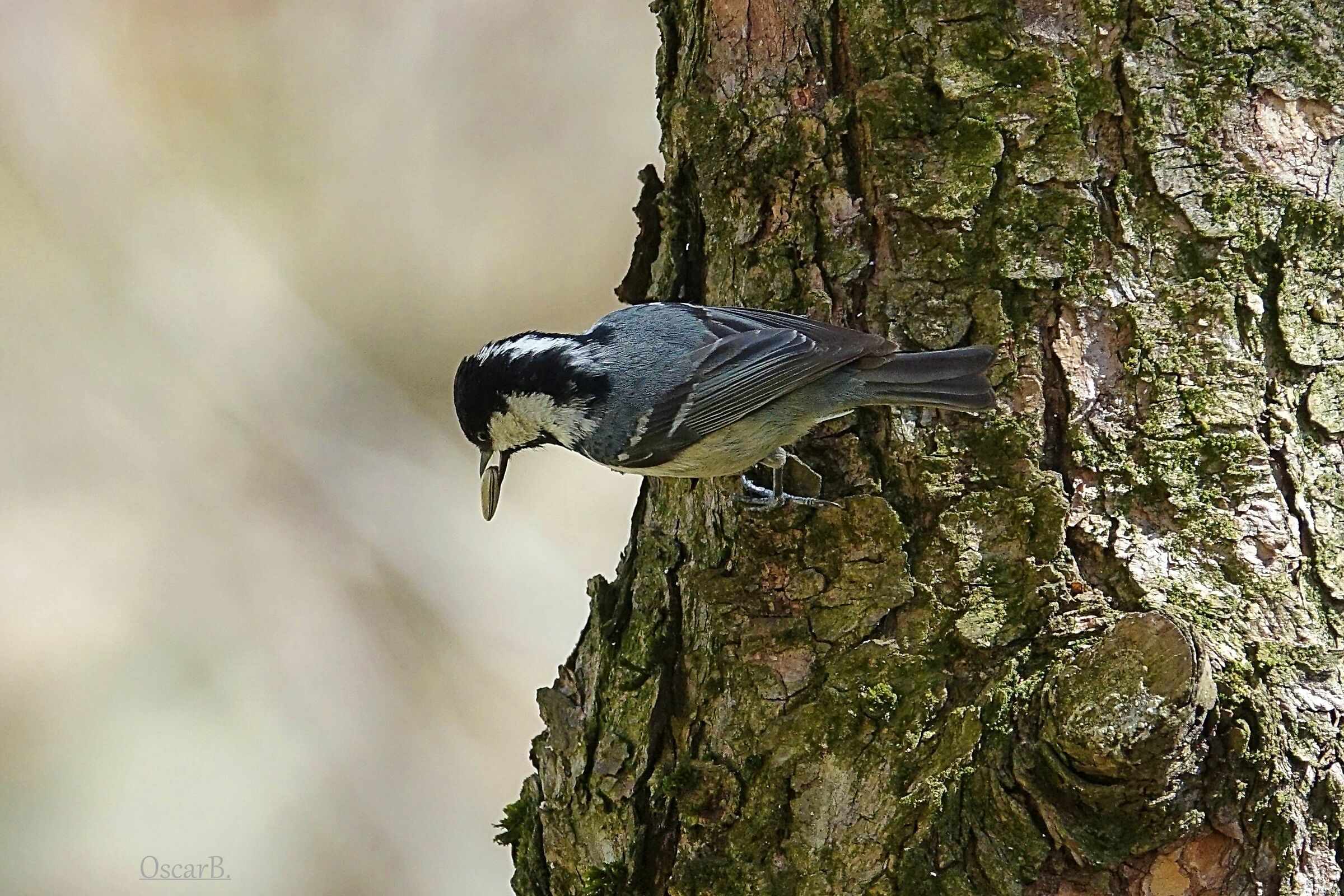 Cincia Mora su tronco