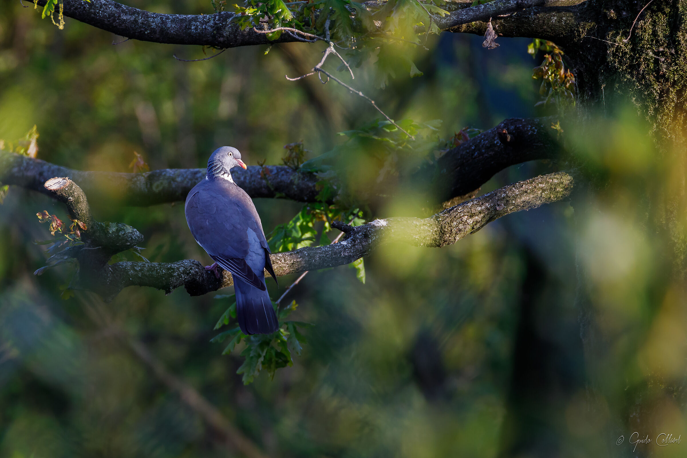 Dove in the fronds