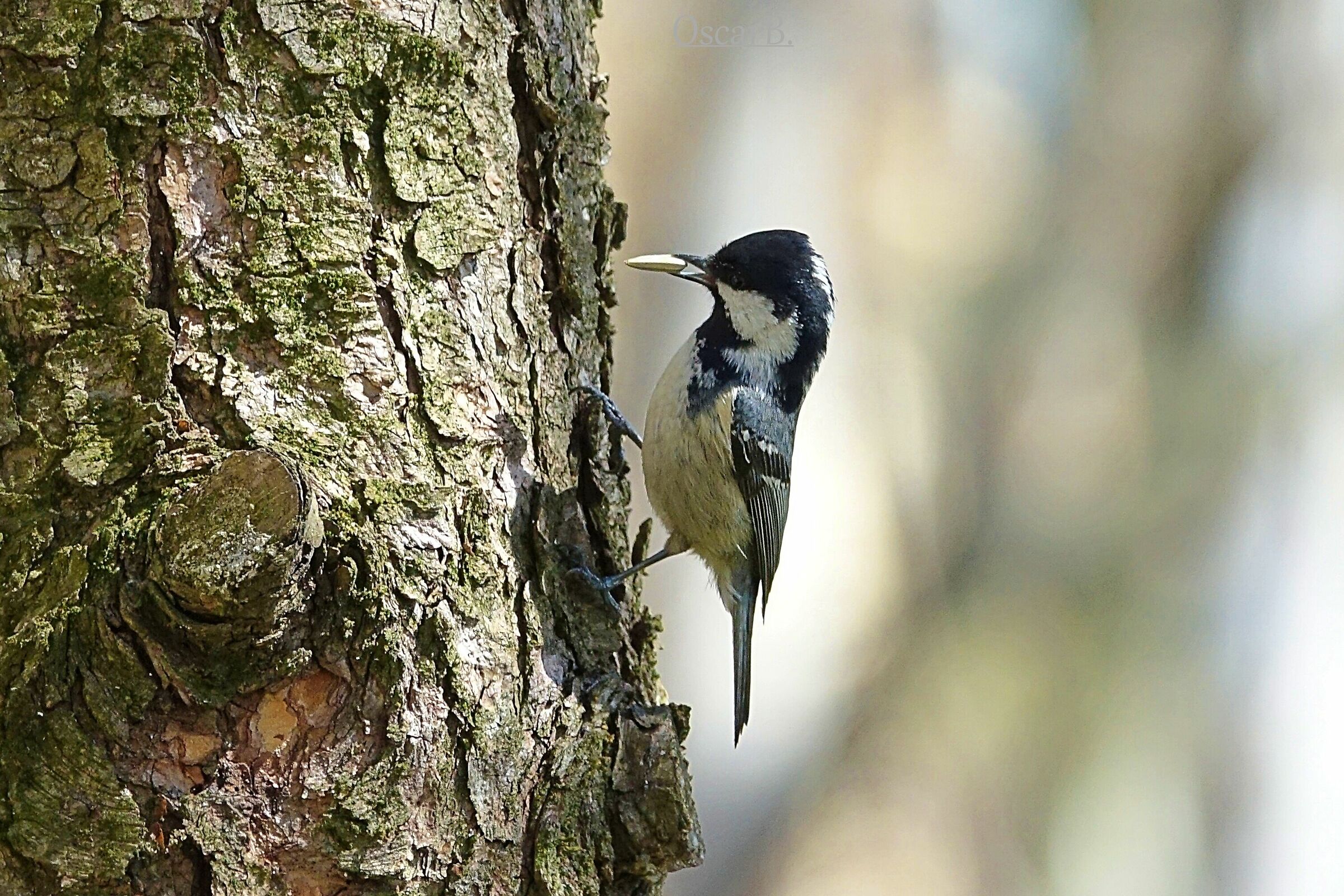 Cincia Mora su tronco