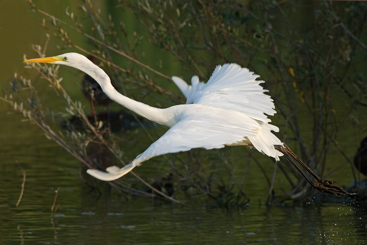 the separation of the white