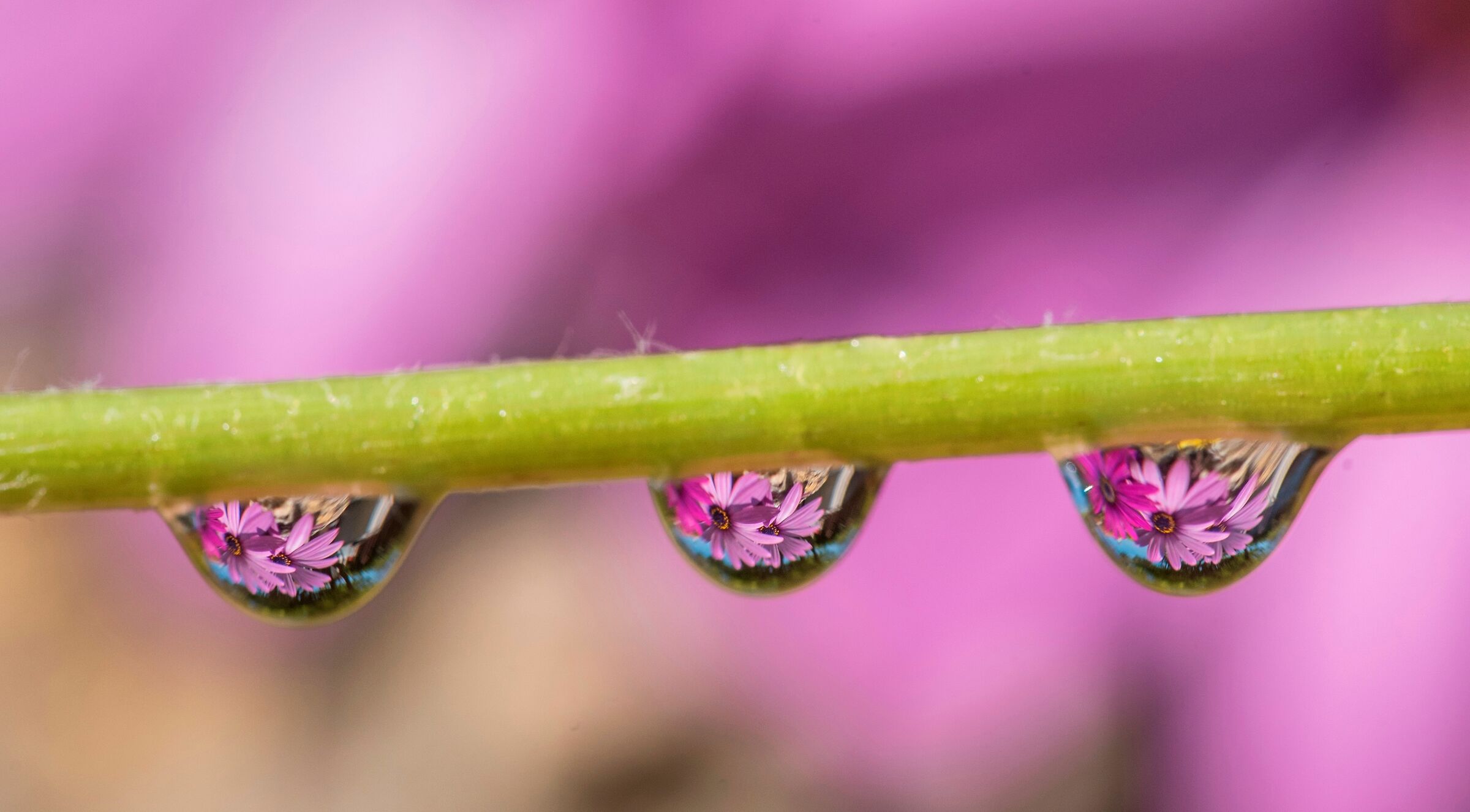 Come tre gocce d'acqua