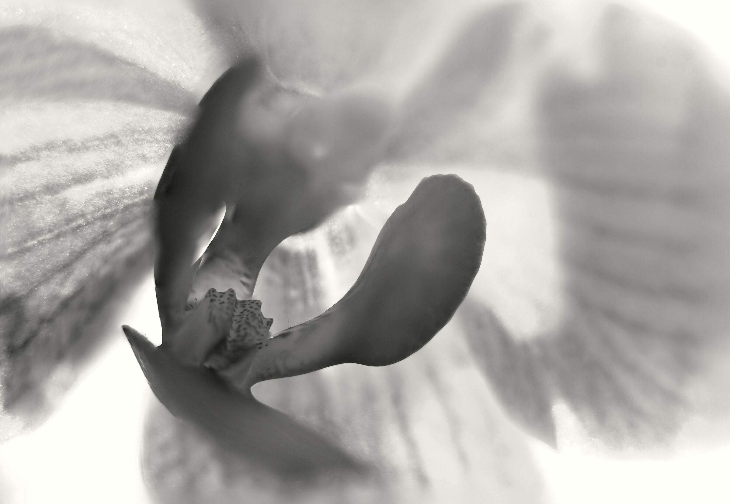 Spathoglottis plicated in BN