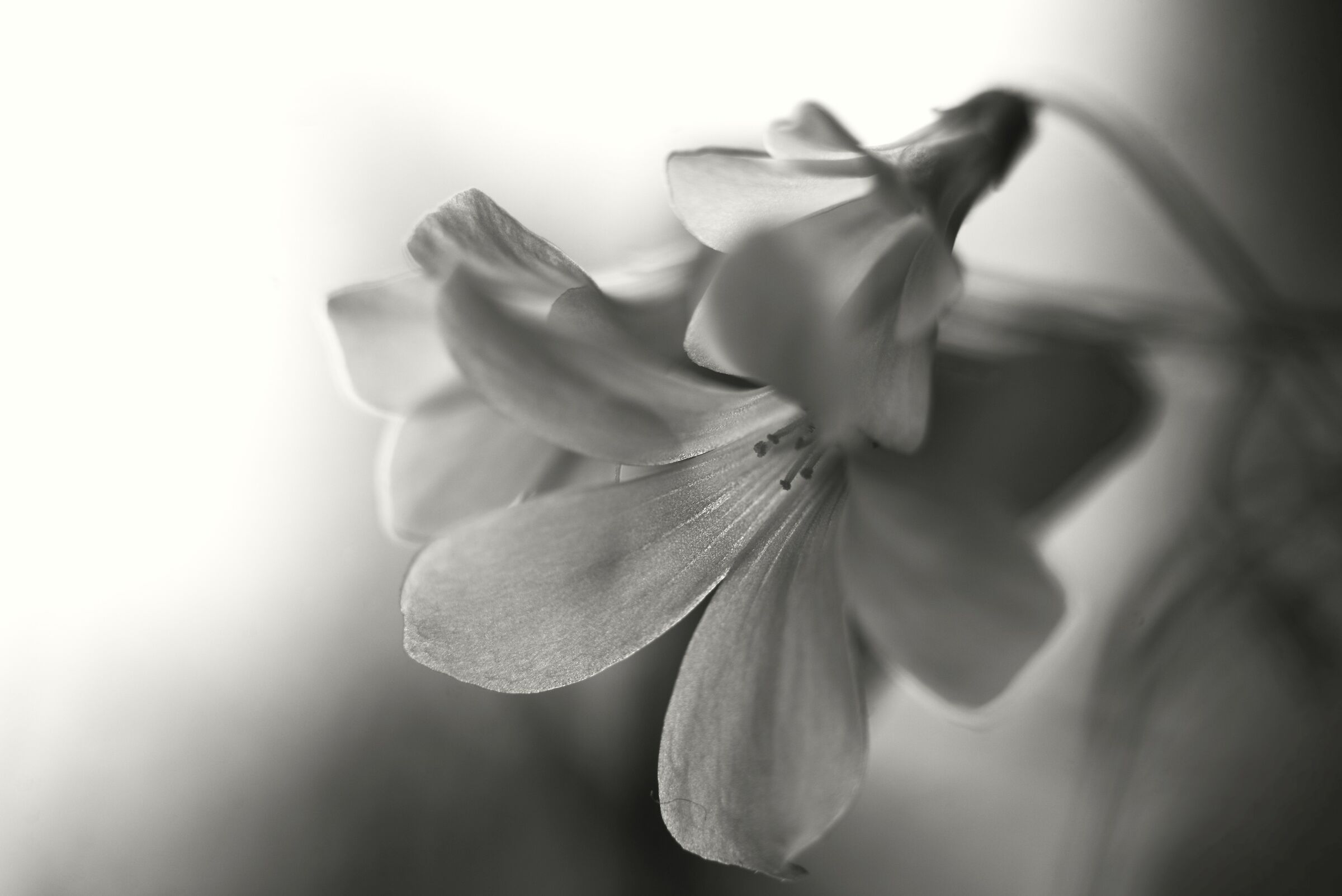 Oxalis triangularis versione in BN