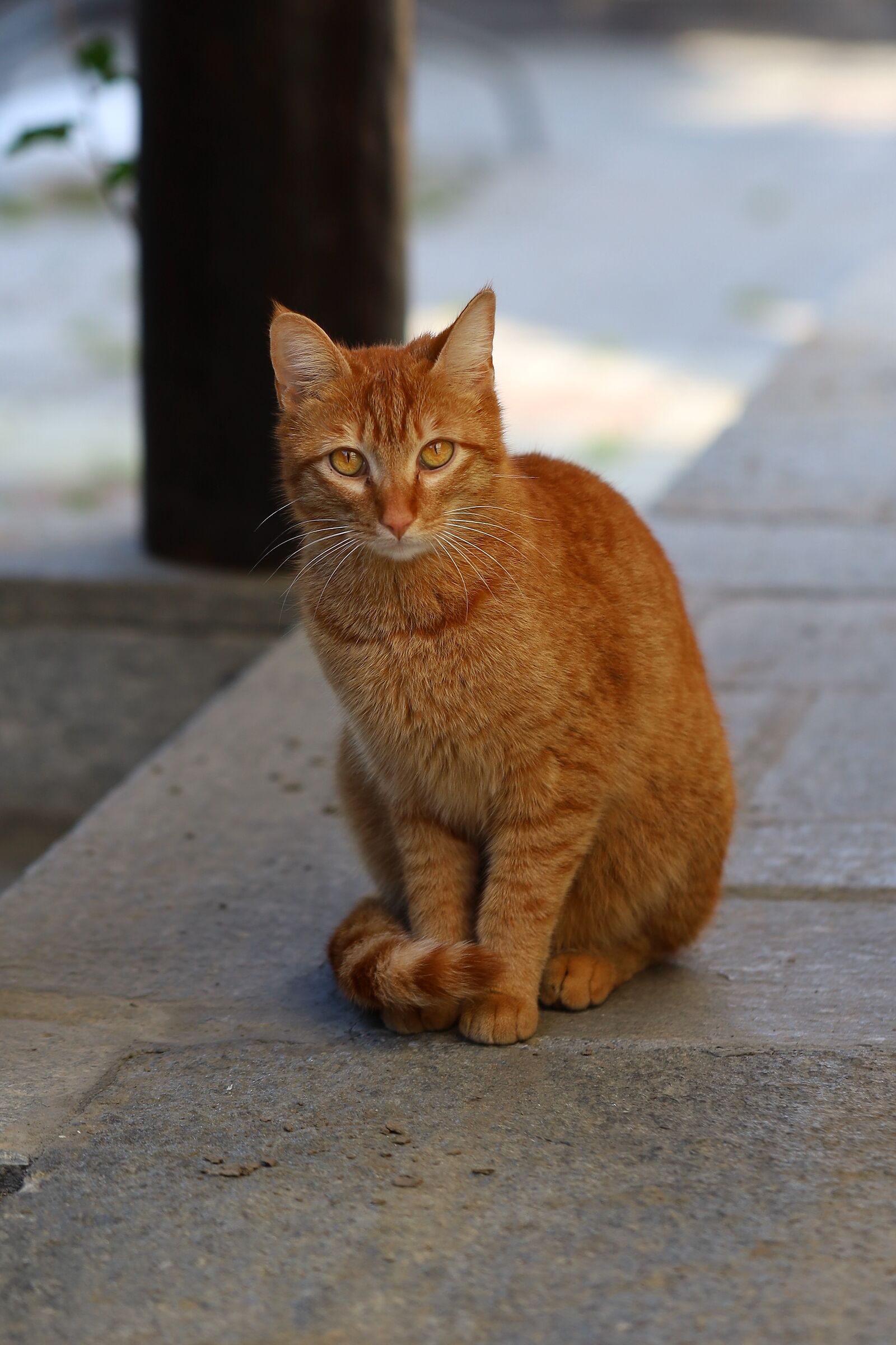 The only guests we can have for snack 2