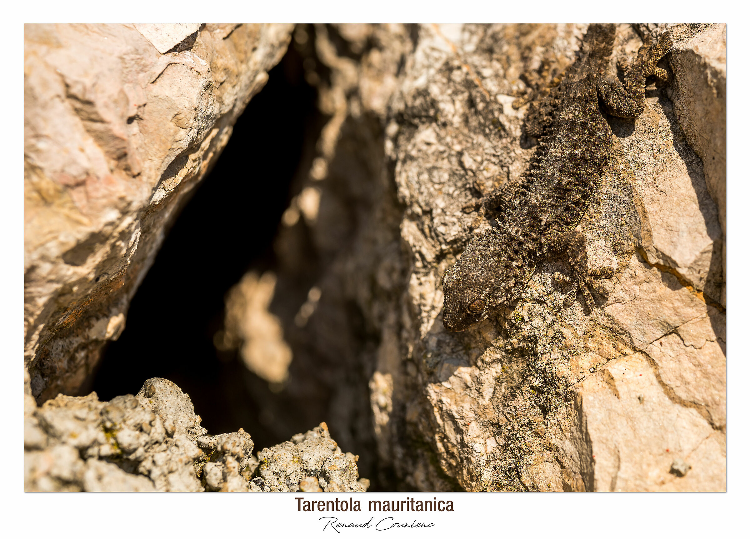 Torna a casa in mimetica