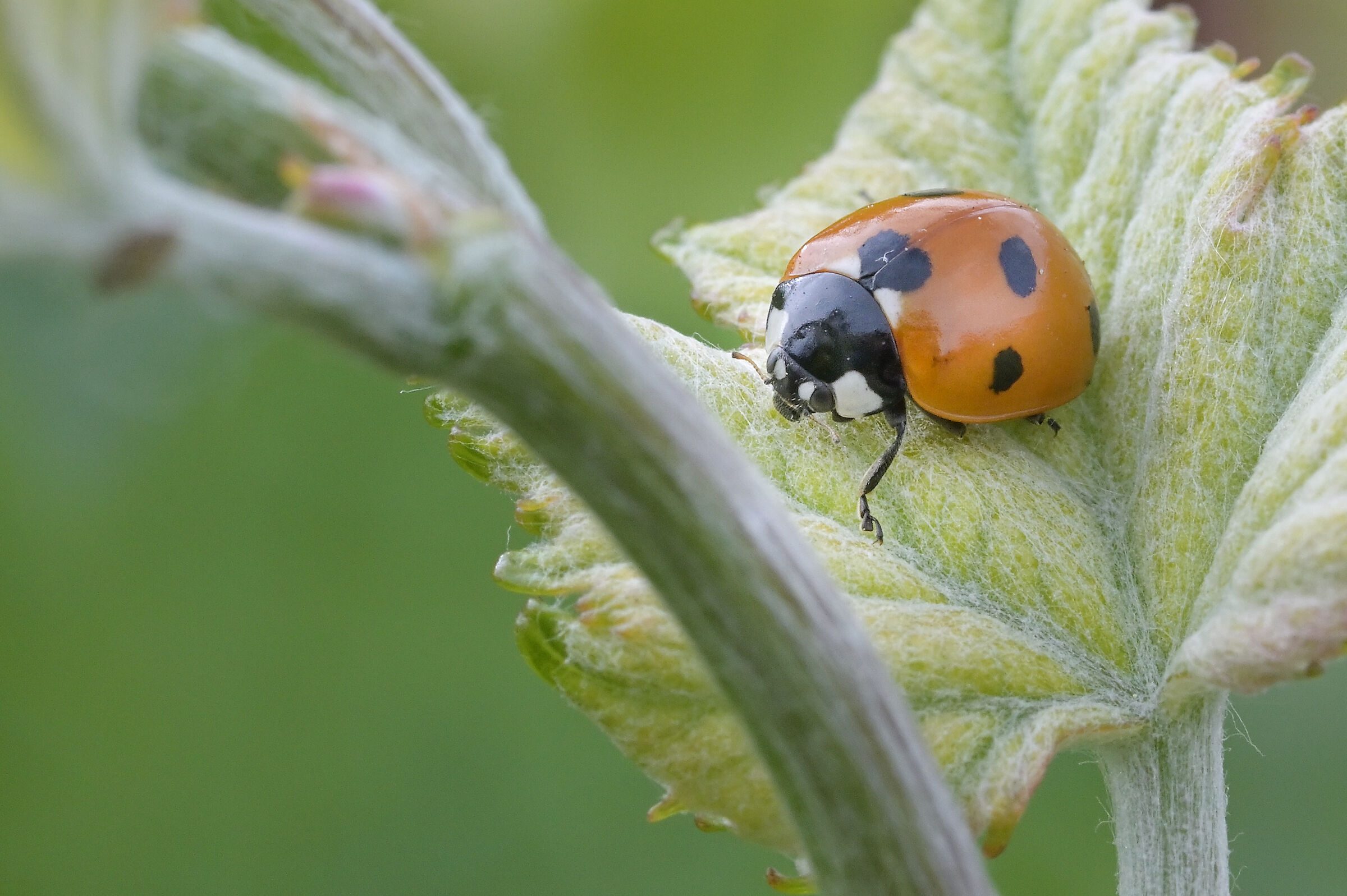 Coccinella 2