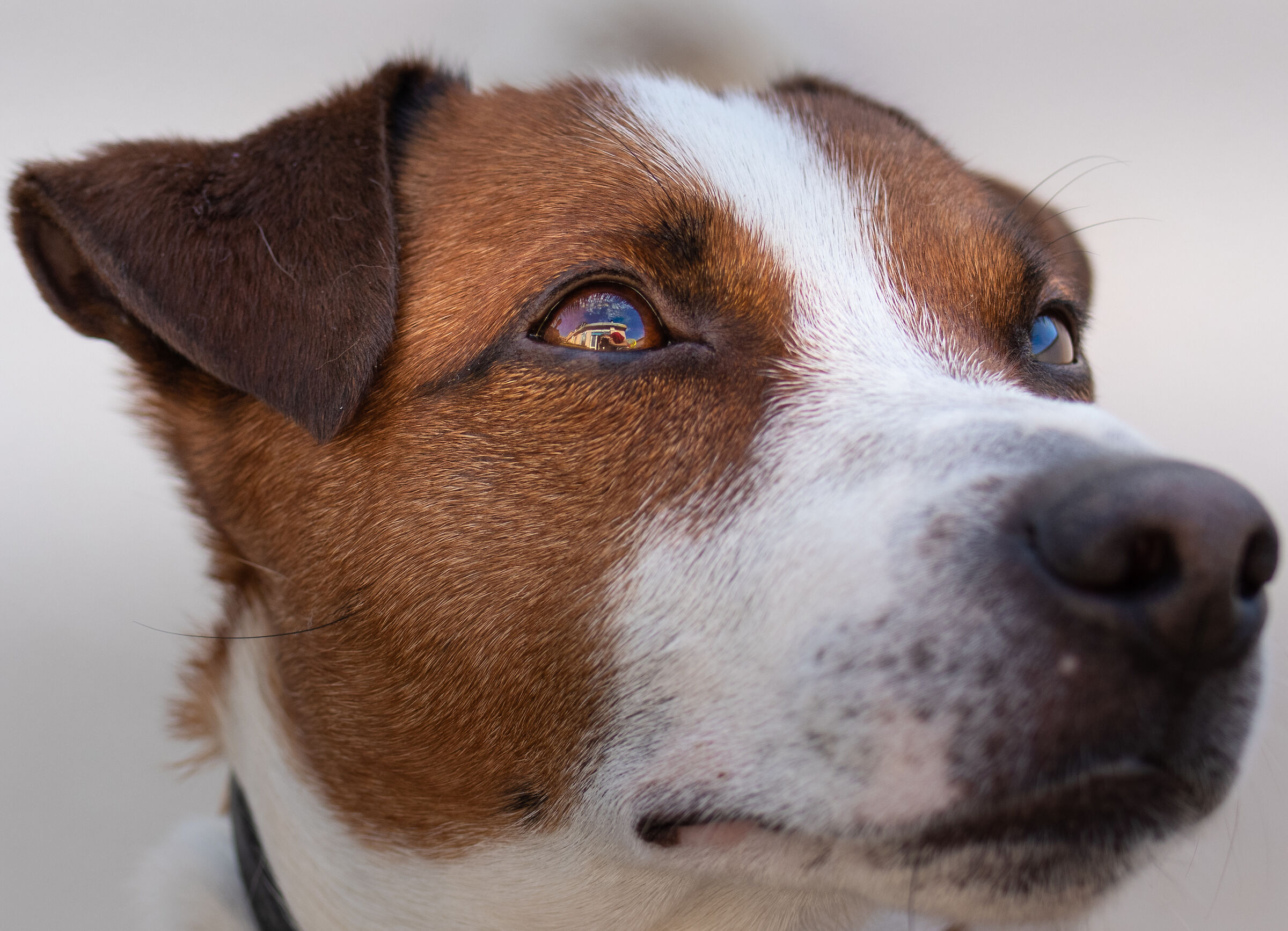 L'occhio di Ziggy, pieno d'amore