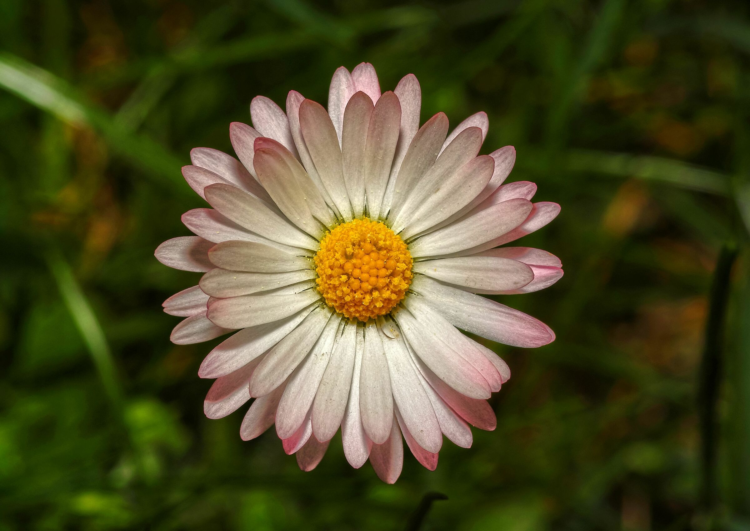Bellis perennis