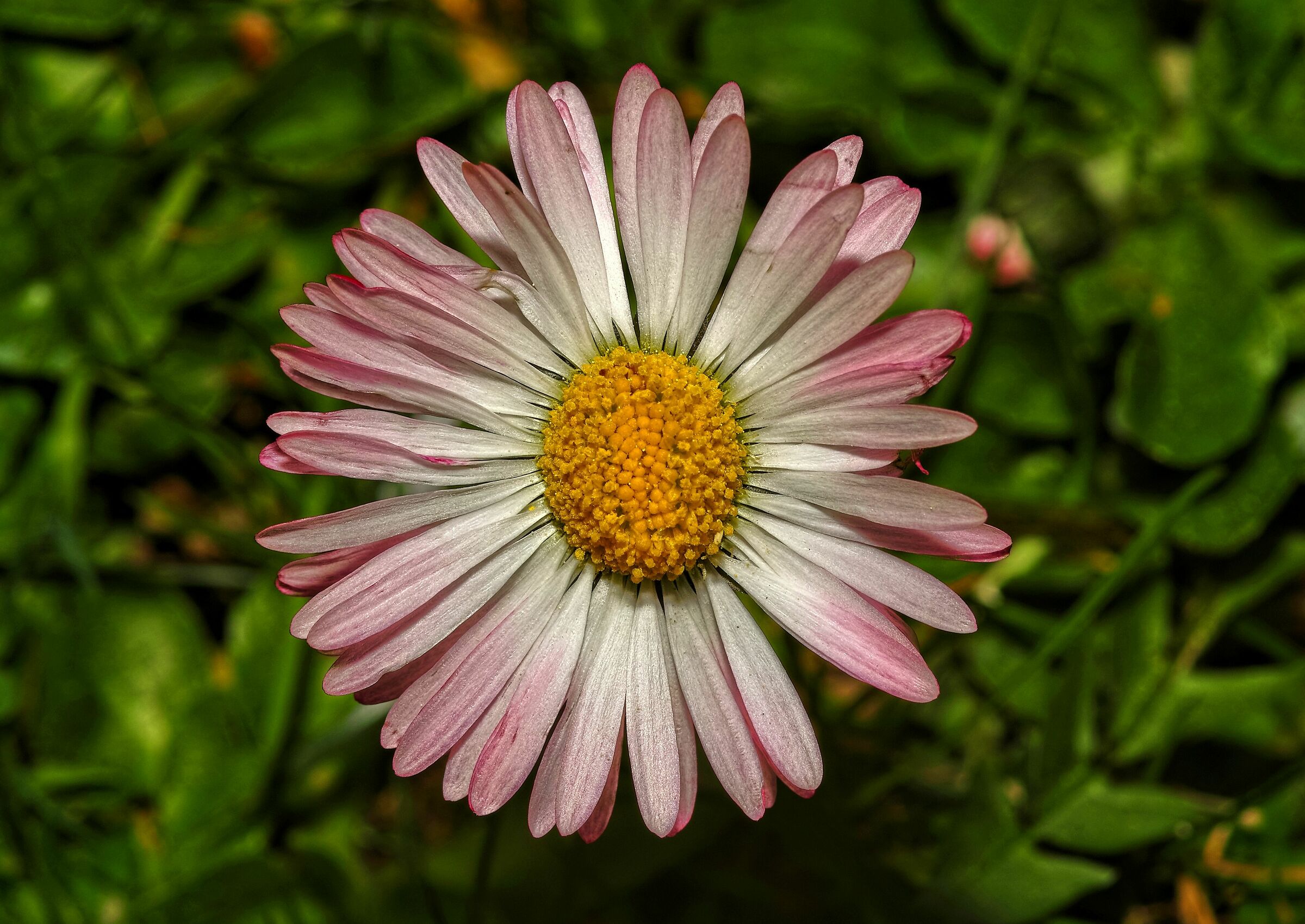 Bellis perennis