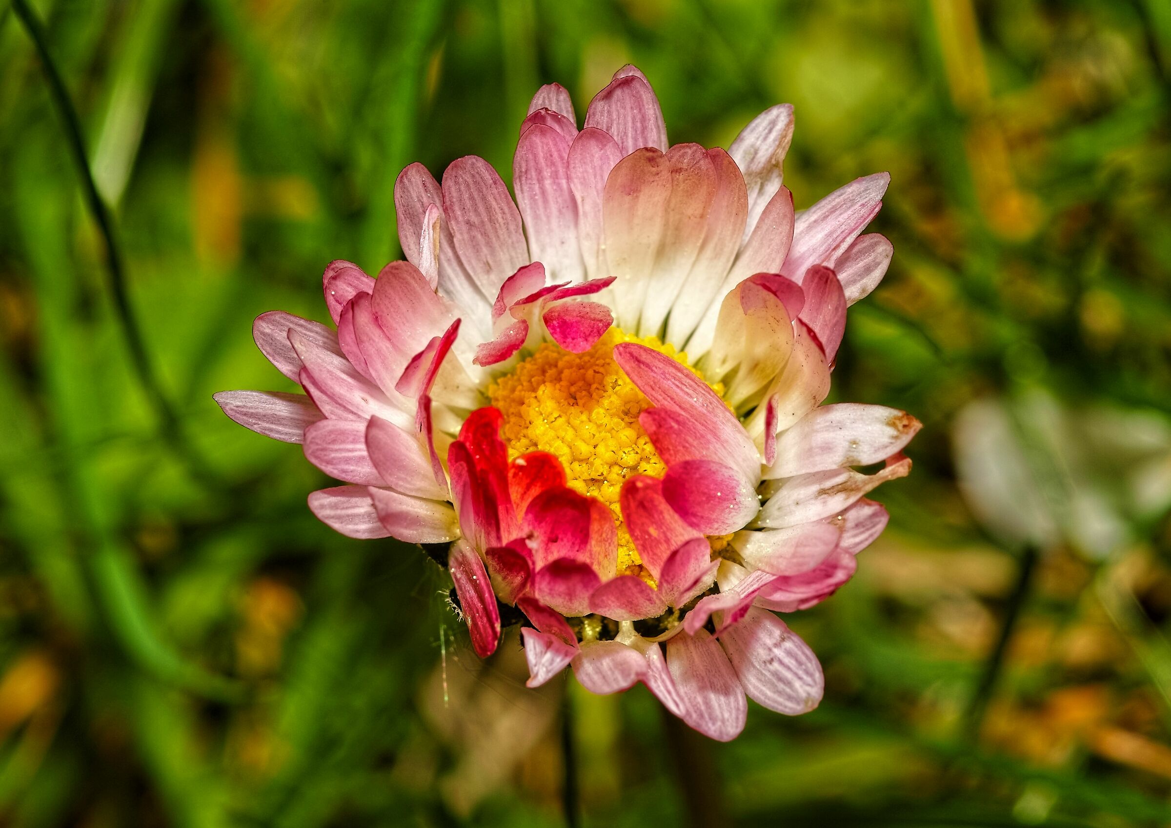 Bellis perennis