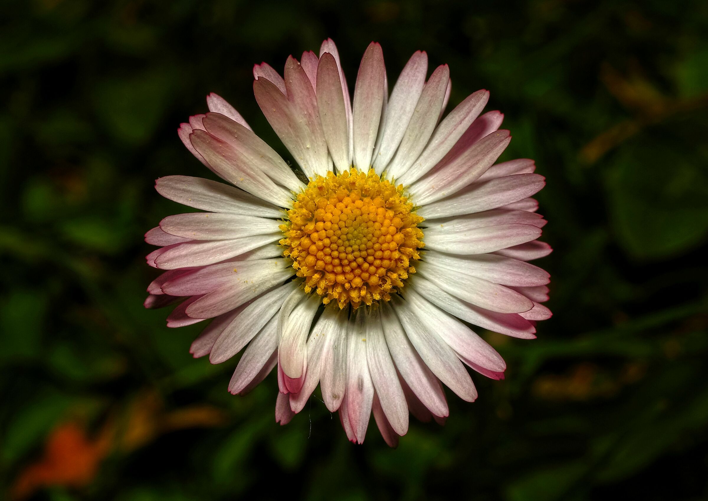 Bellis perennis