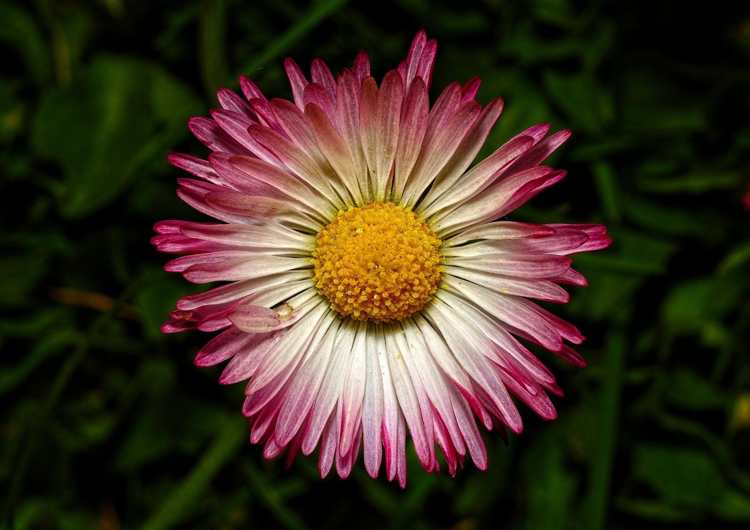 Bellis perennis