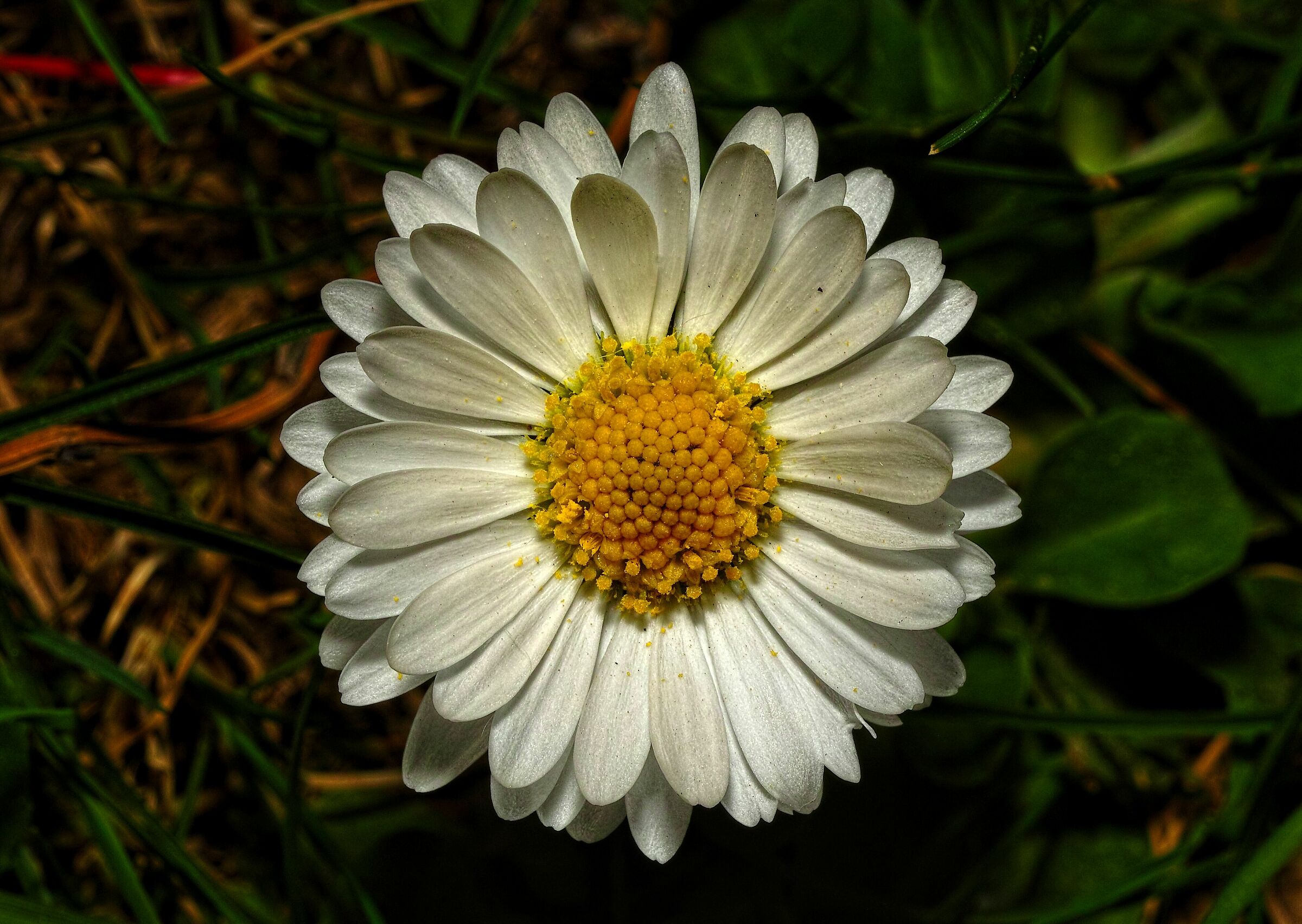 Bellis perennis