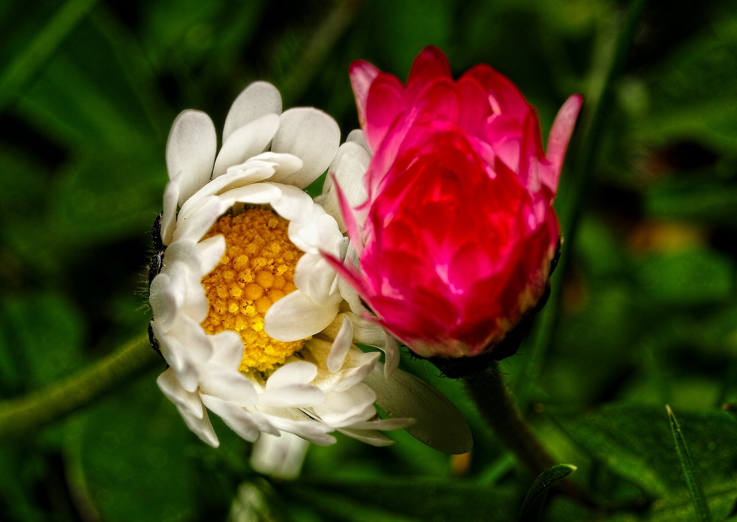 Bellis perennis