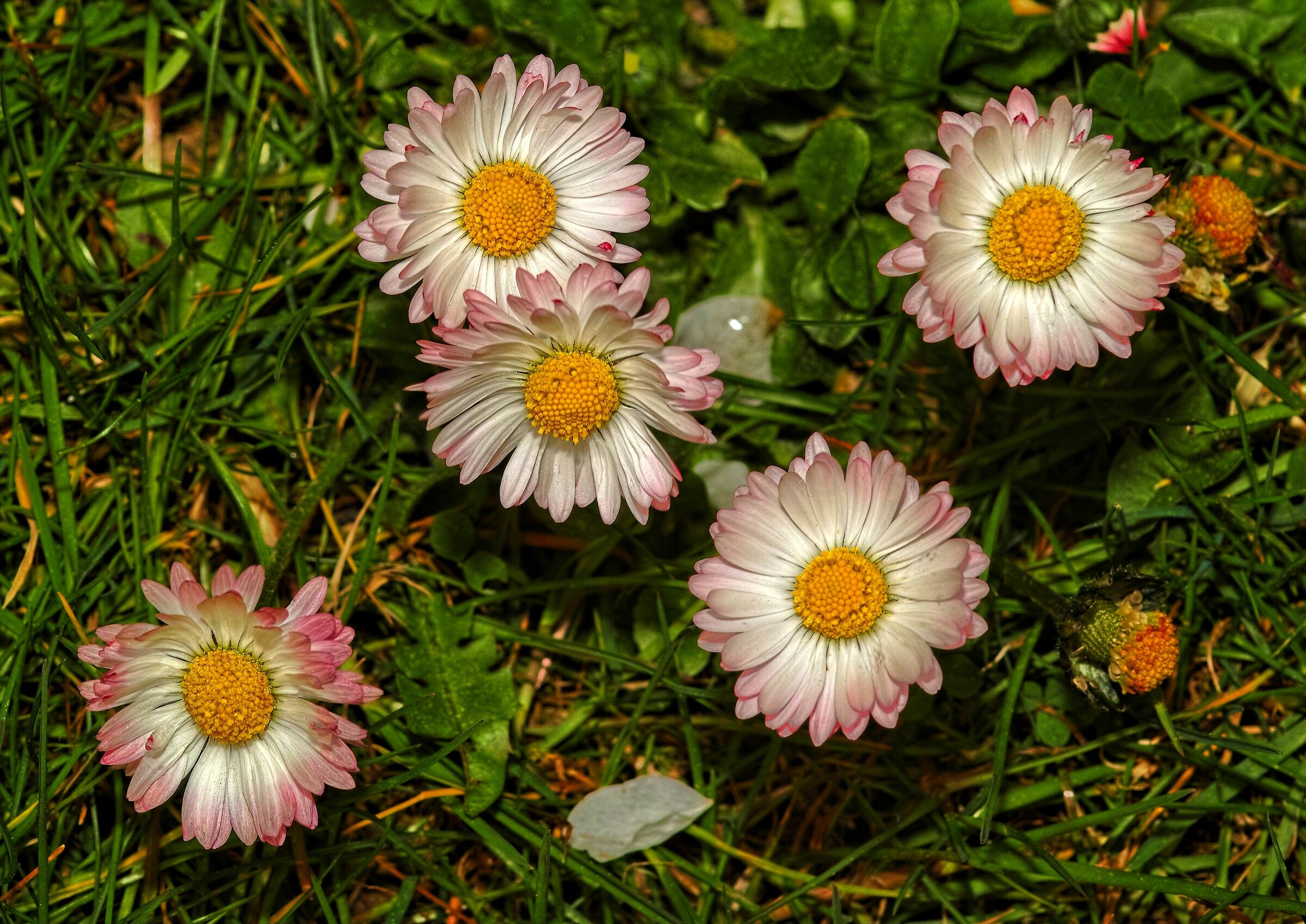 Bellis perennis