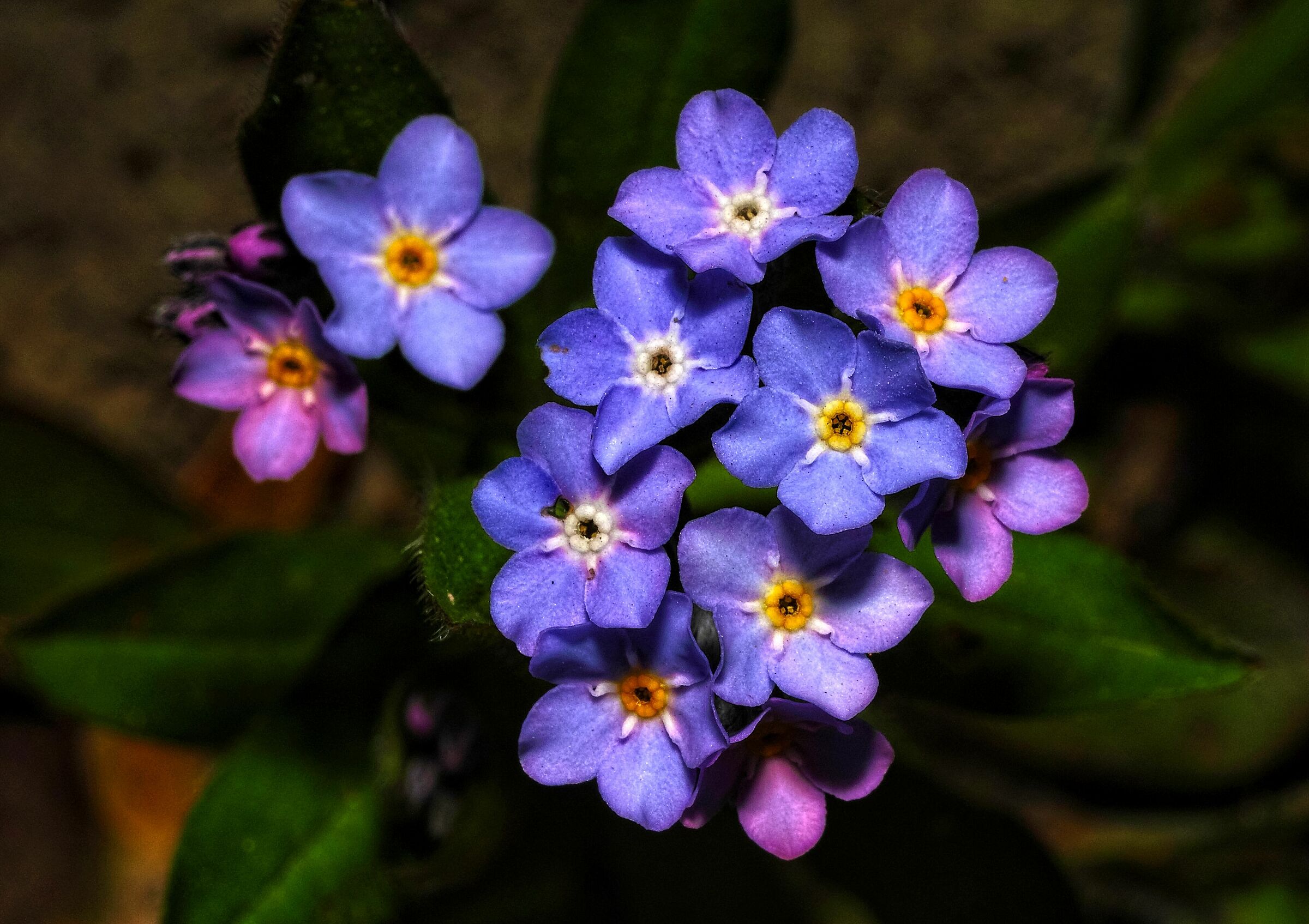 Myosotis alpestris