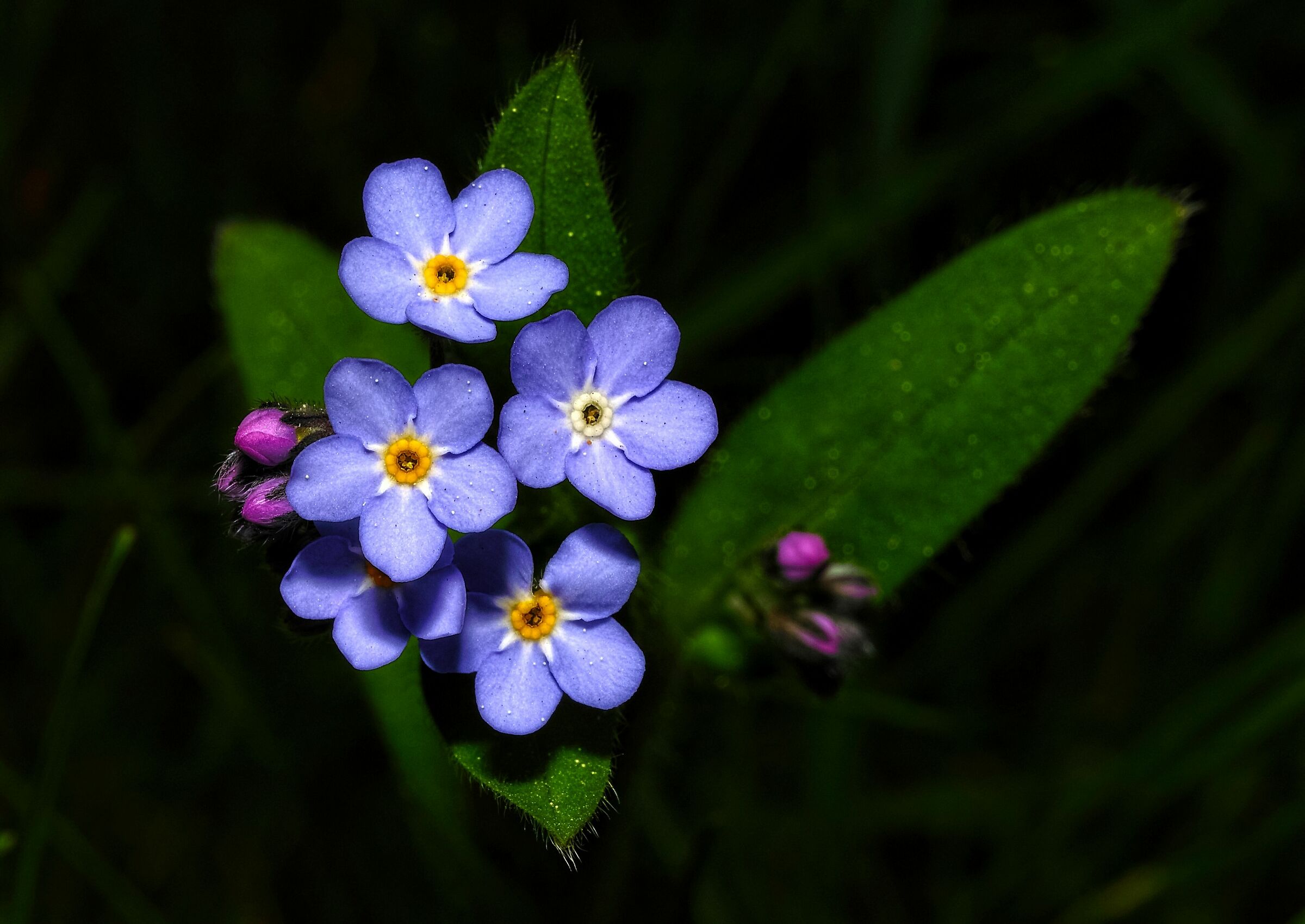 Myosotis alpestris