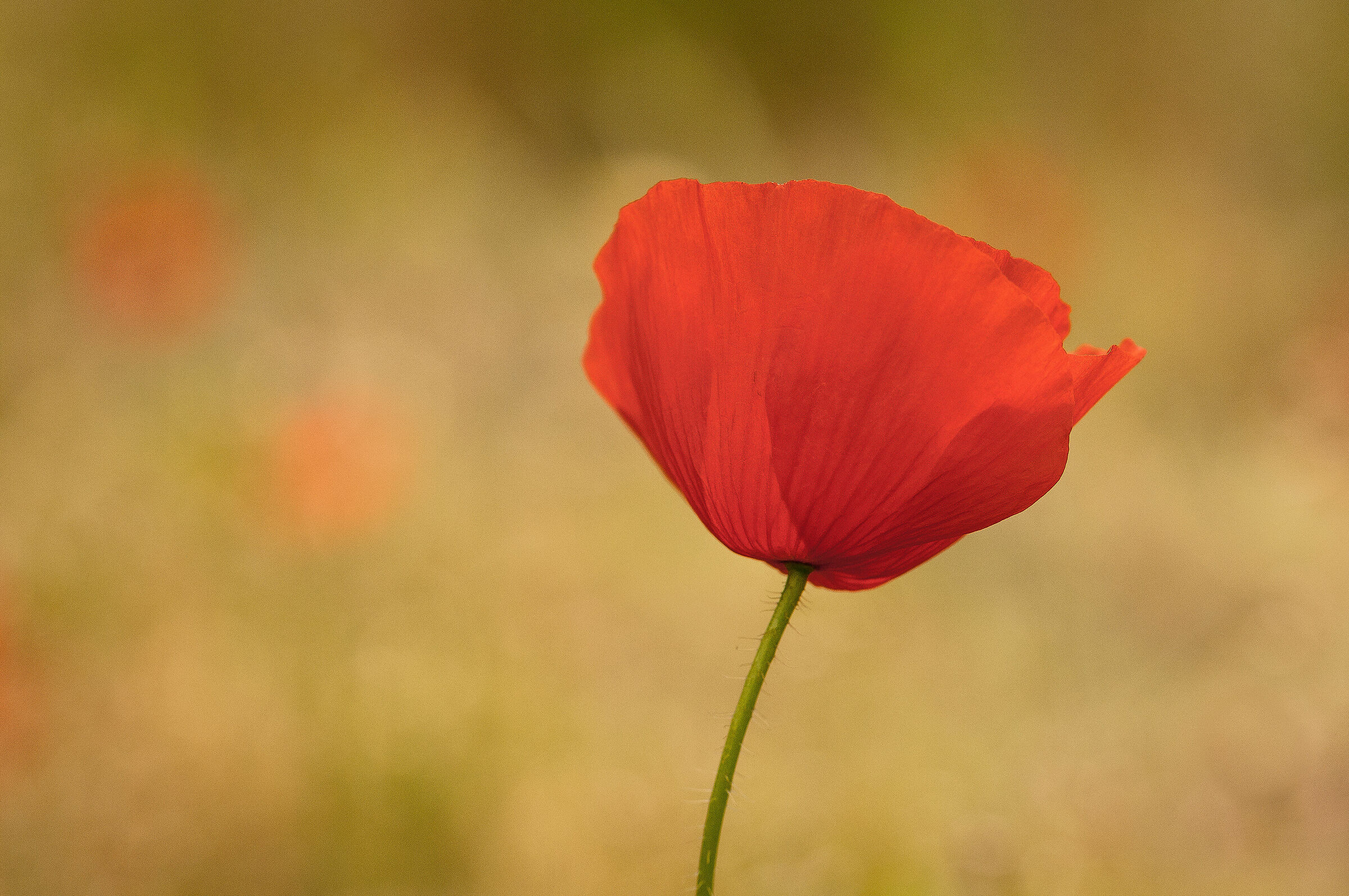 Poppies