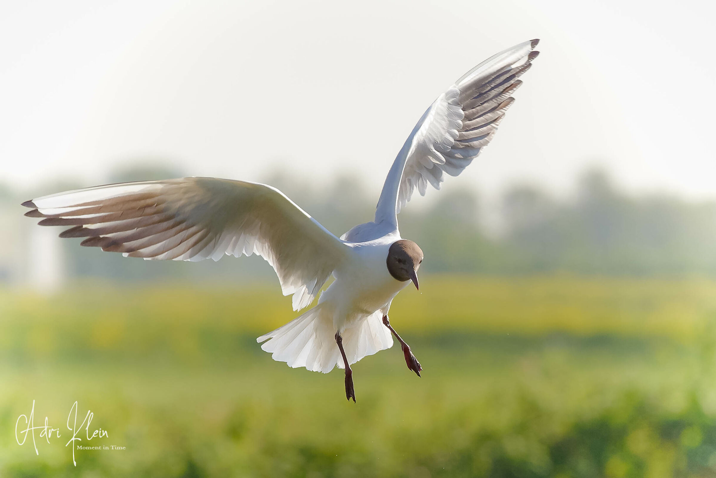 black-headed gull