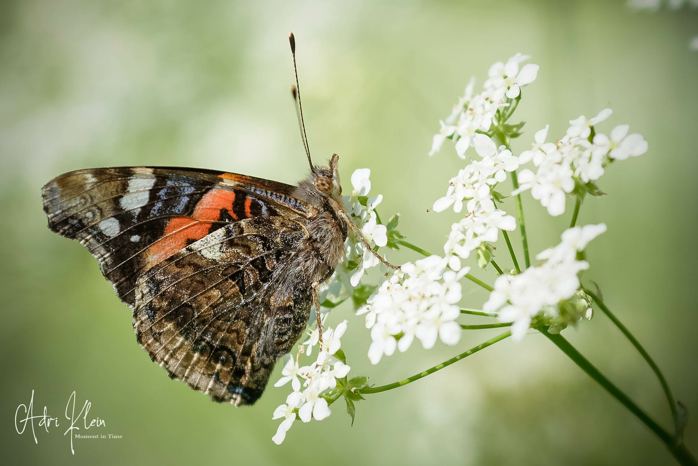 atalanta butterfly