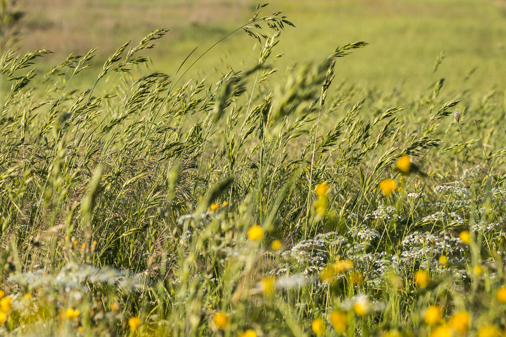 Un mare di.....allergia!!!