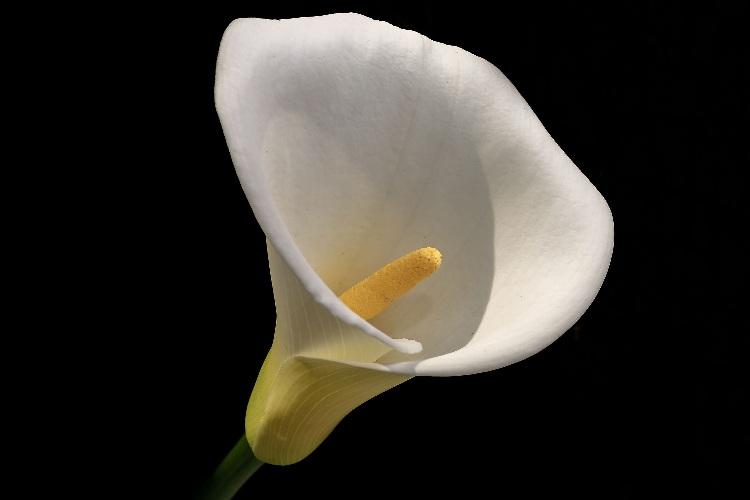 Calla