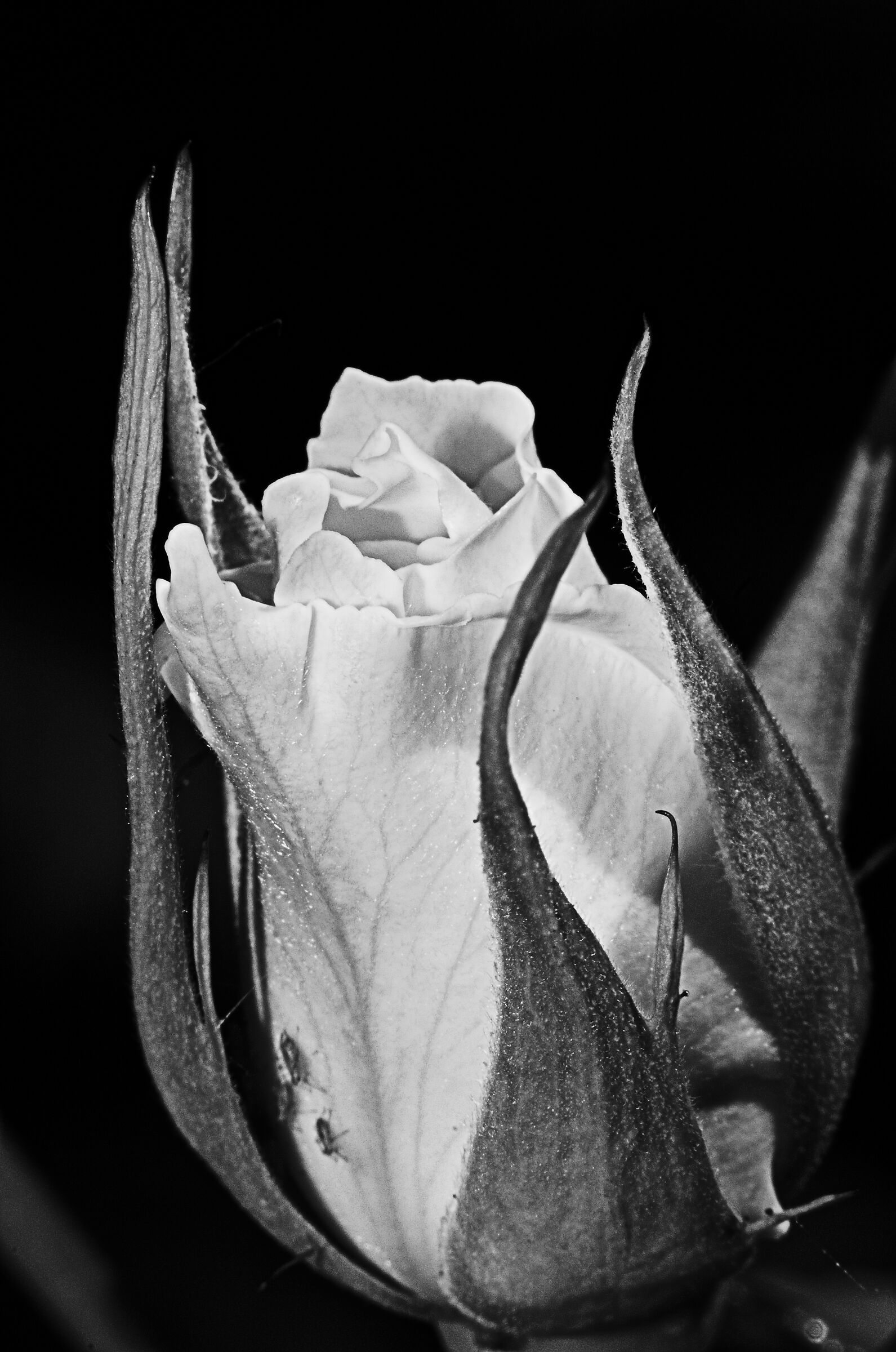 rose bud