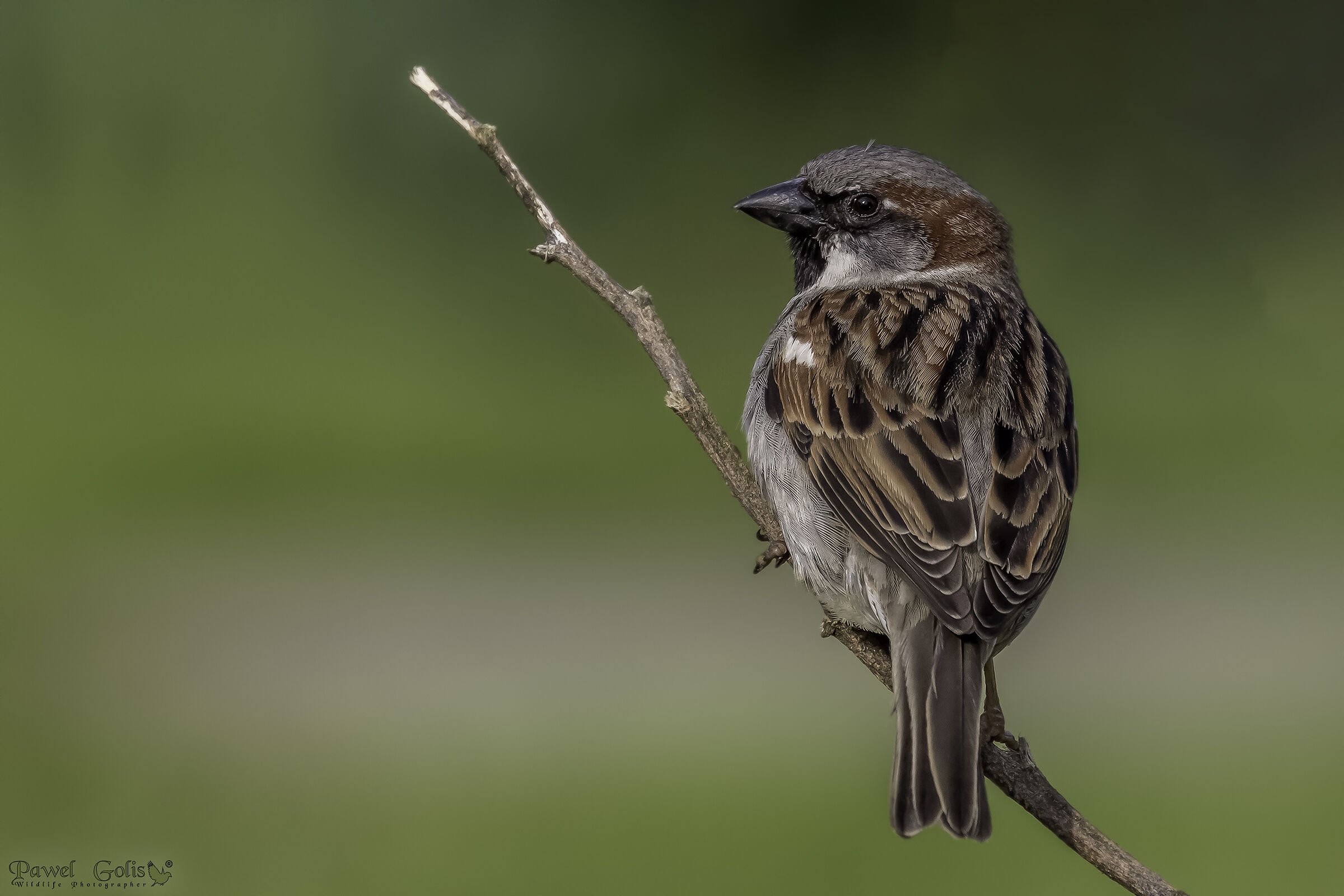 passero di casa (Passer domesticus)