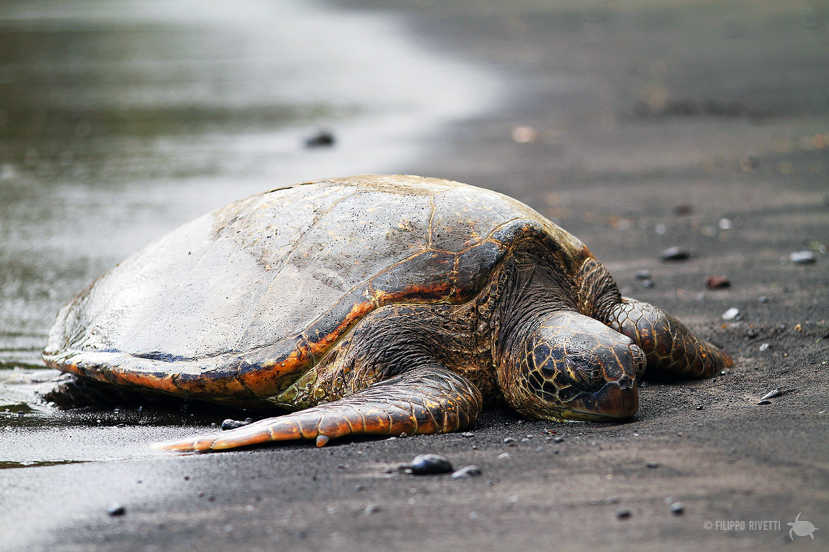 Green Turtle ::
