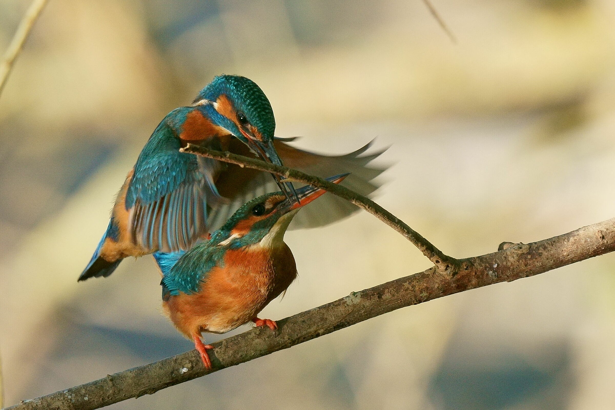 mating kingfisher