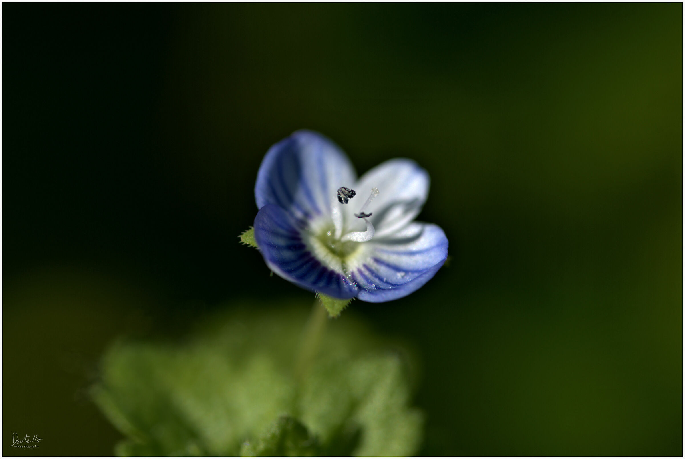 Veronica Persica
