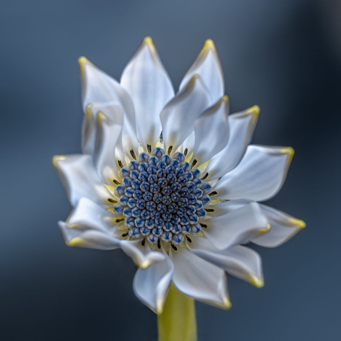 I dreamed of a flower