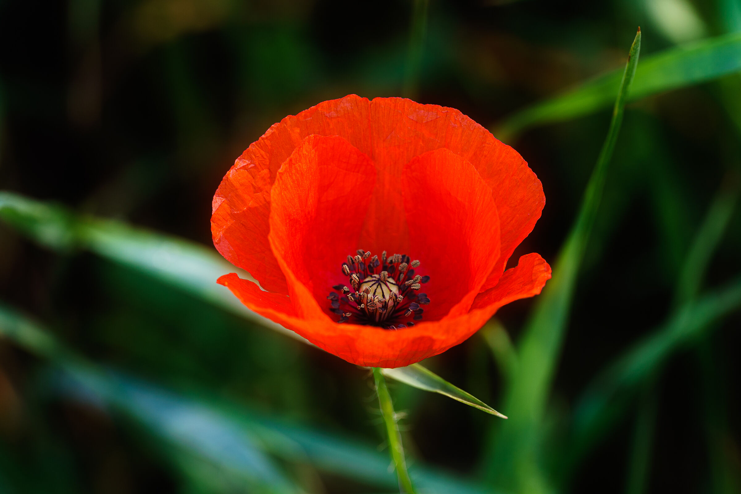 The Flower of Demeter