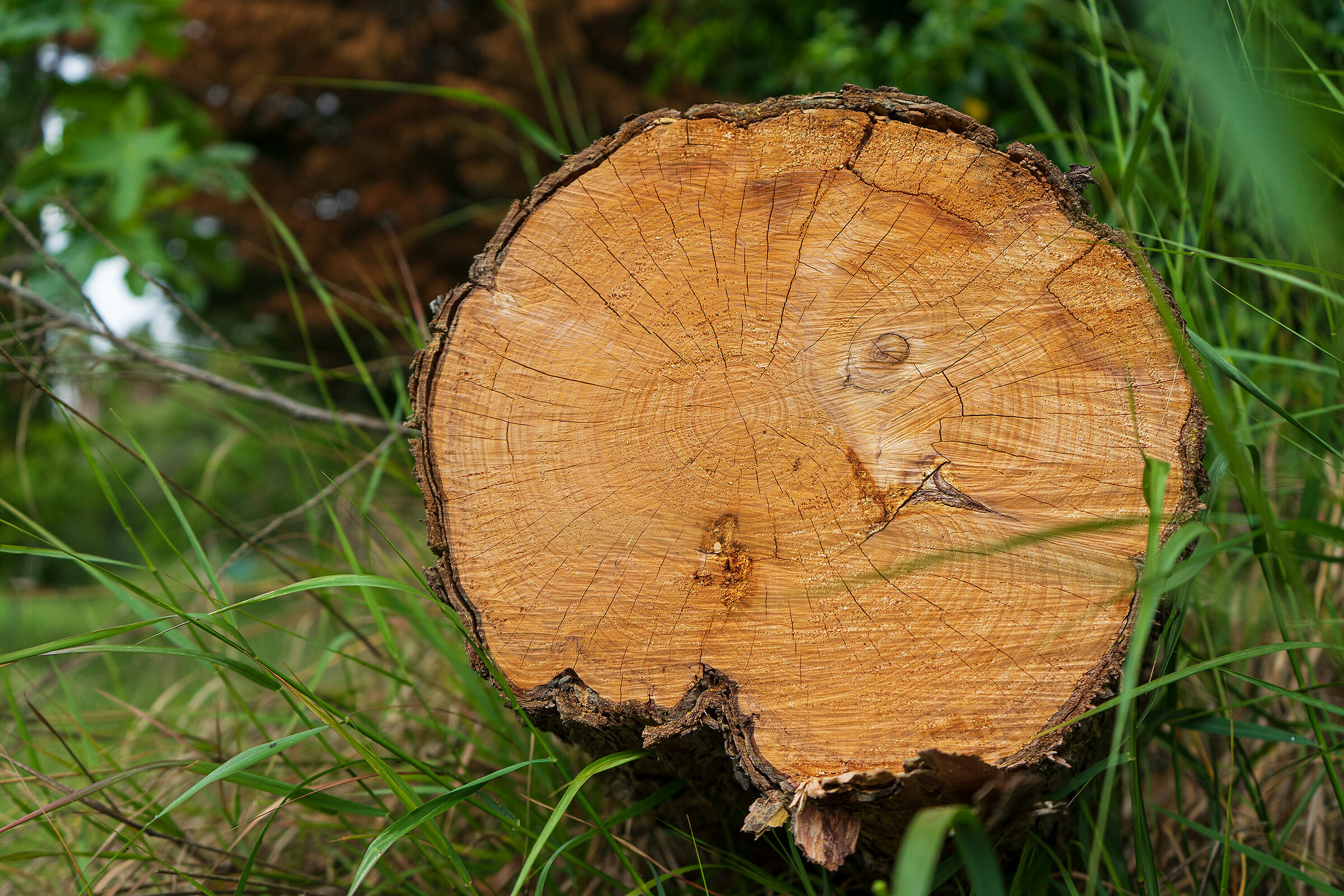 Wood is always alive