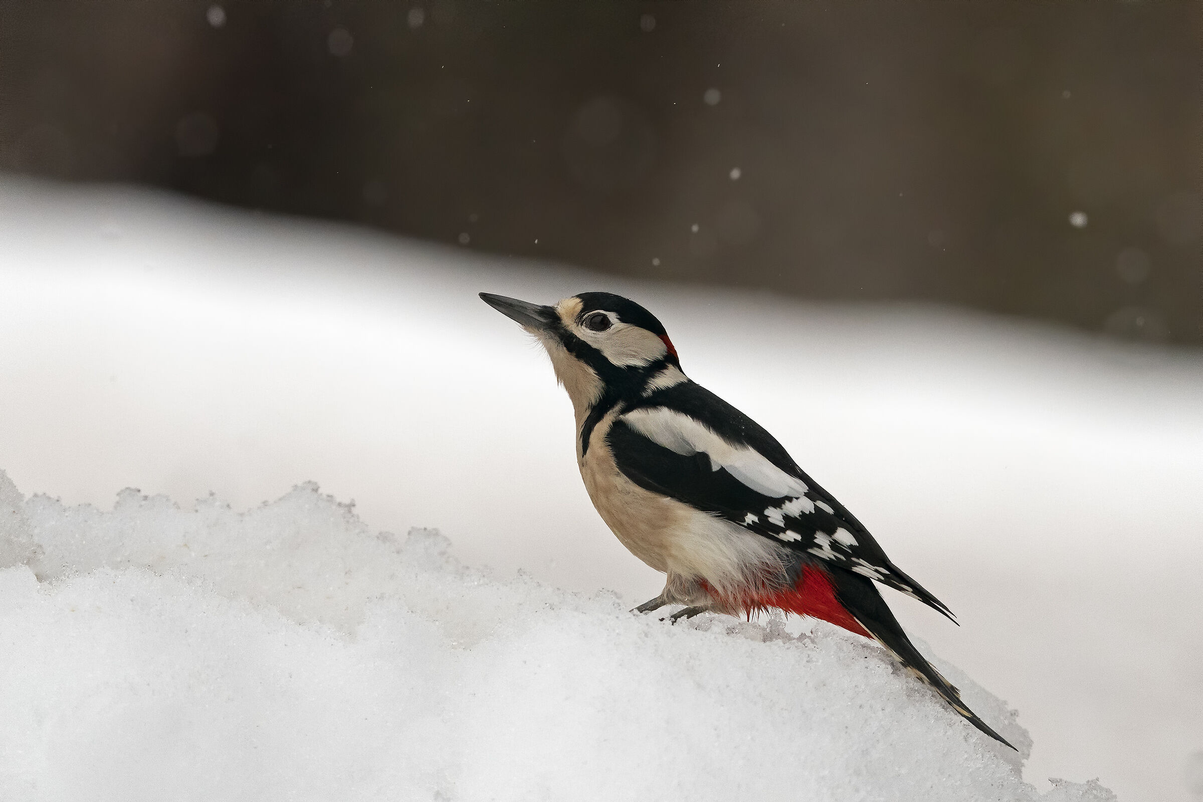 Picchio rosso maggiore