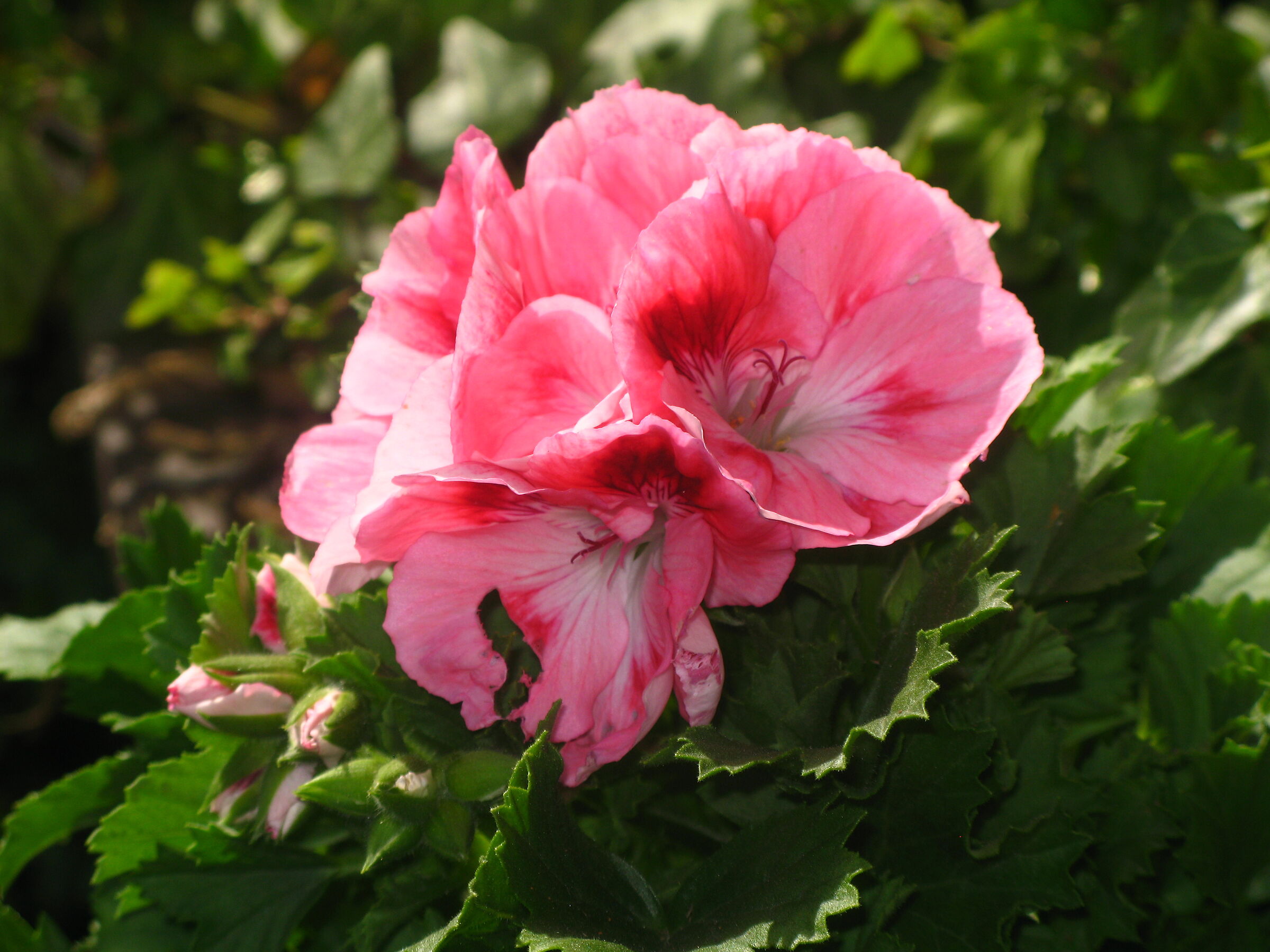 geranium family