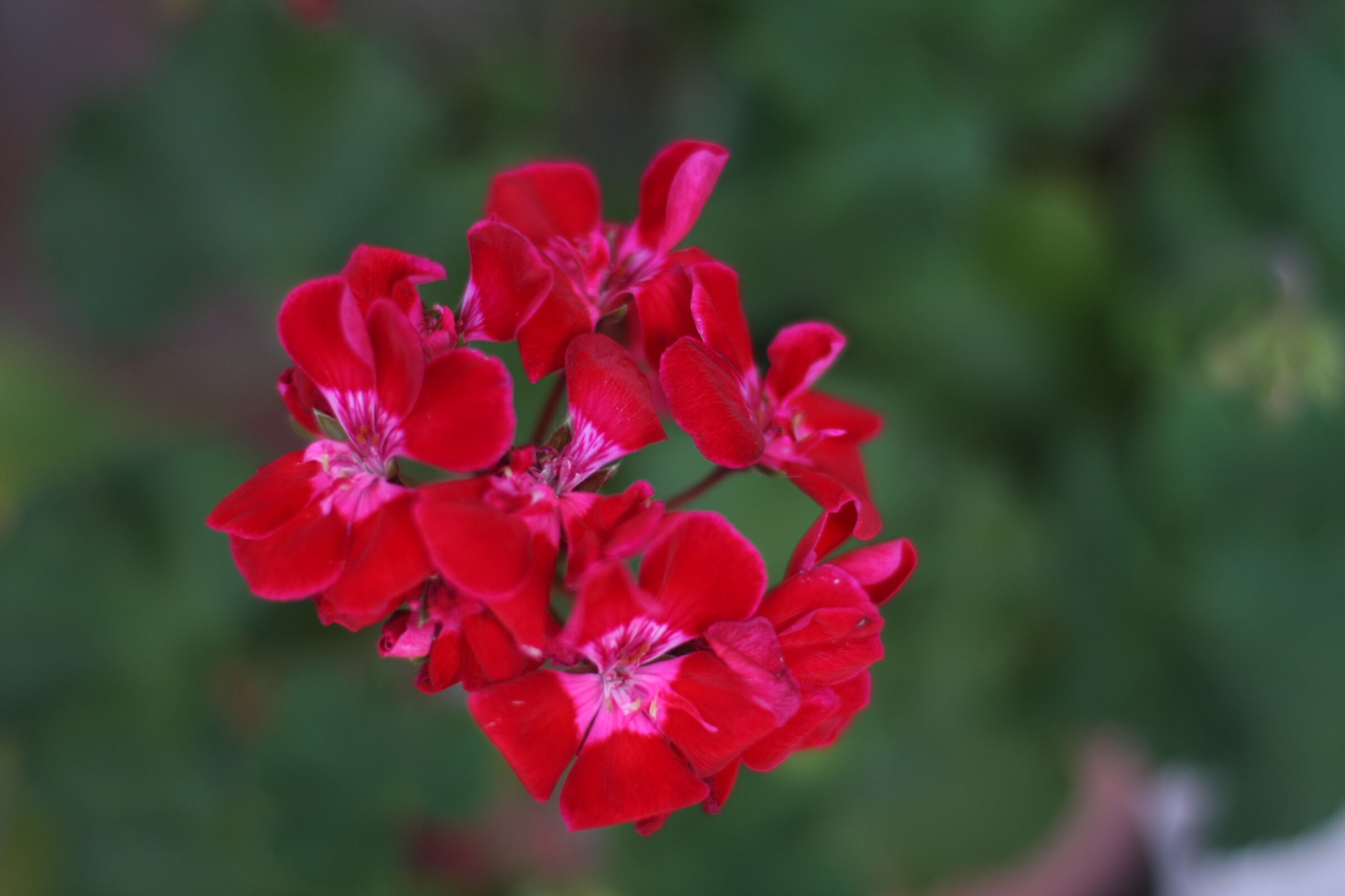 flowers from balconies