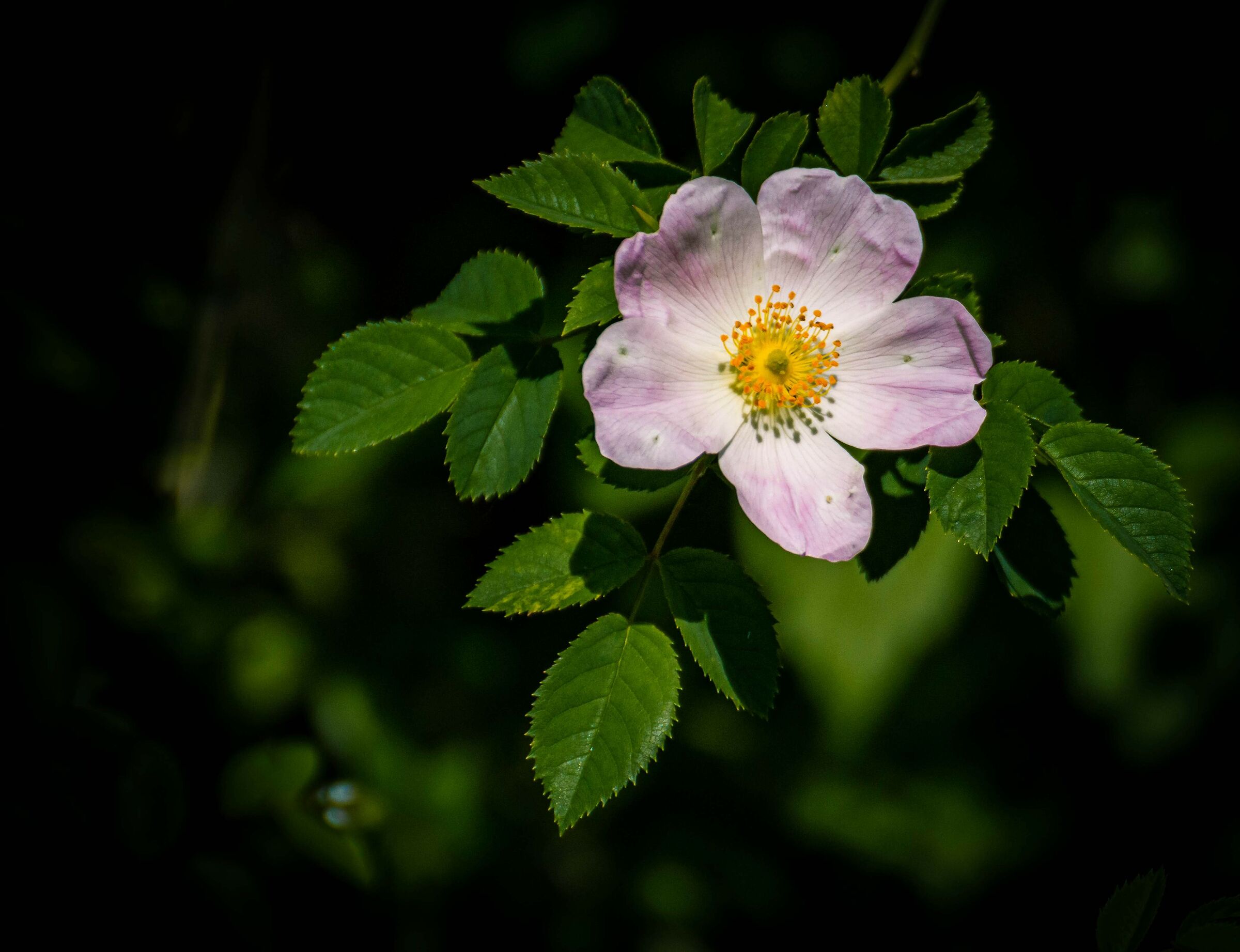 Rosa canina