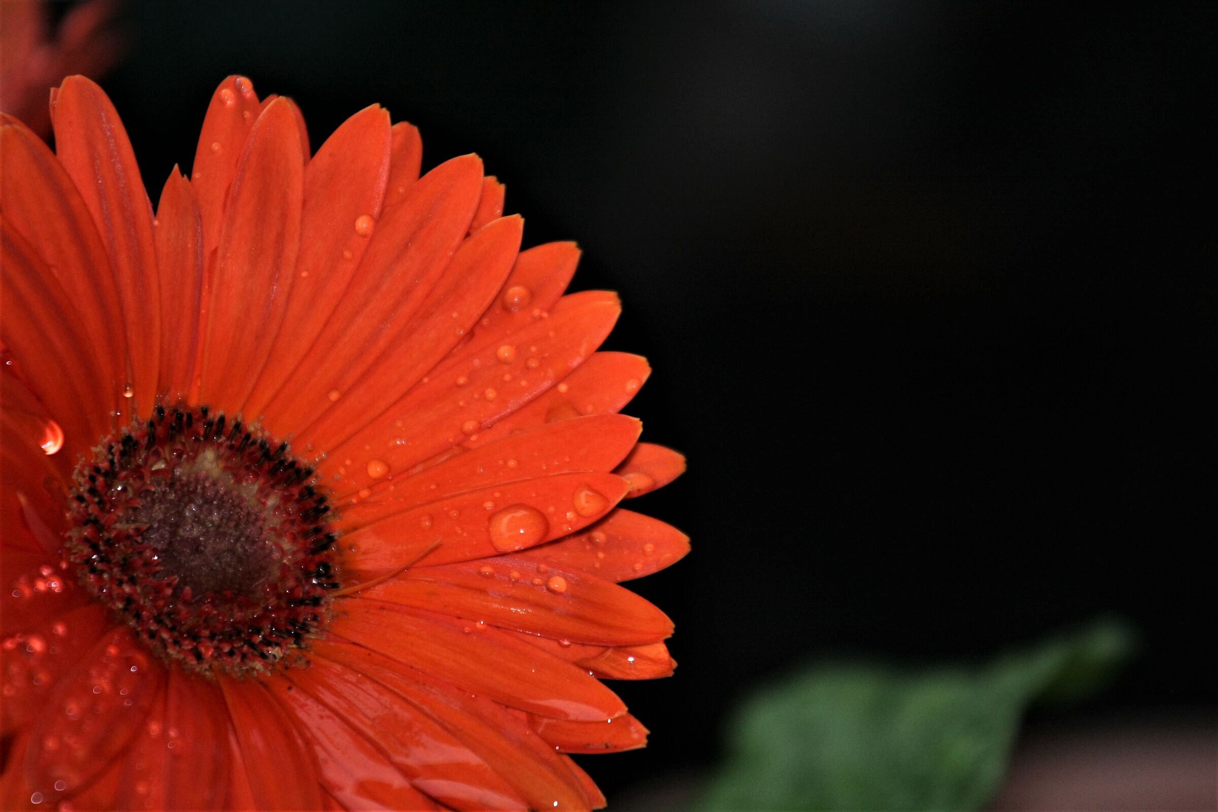 Gerbera