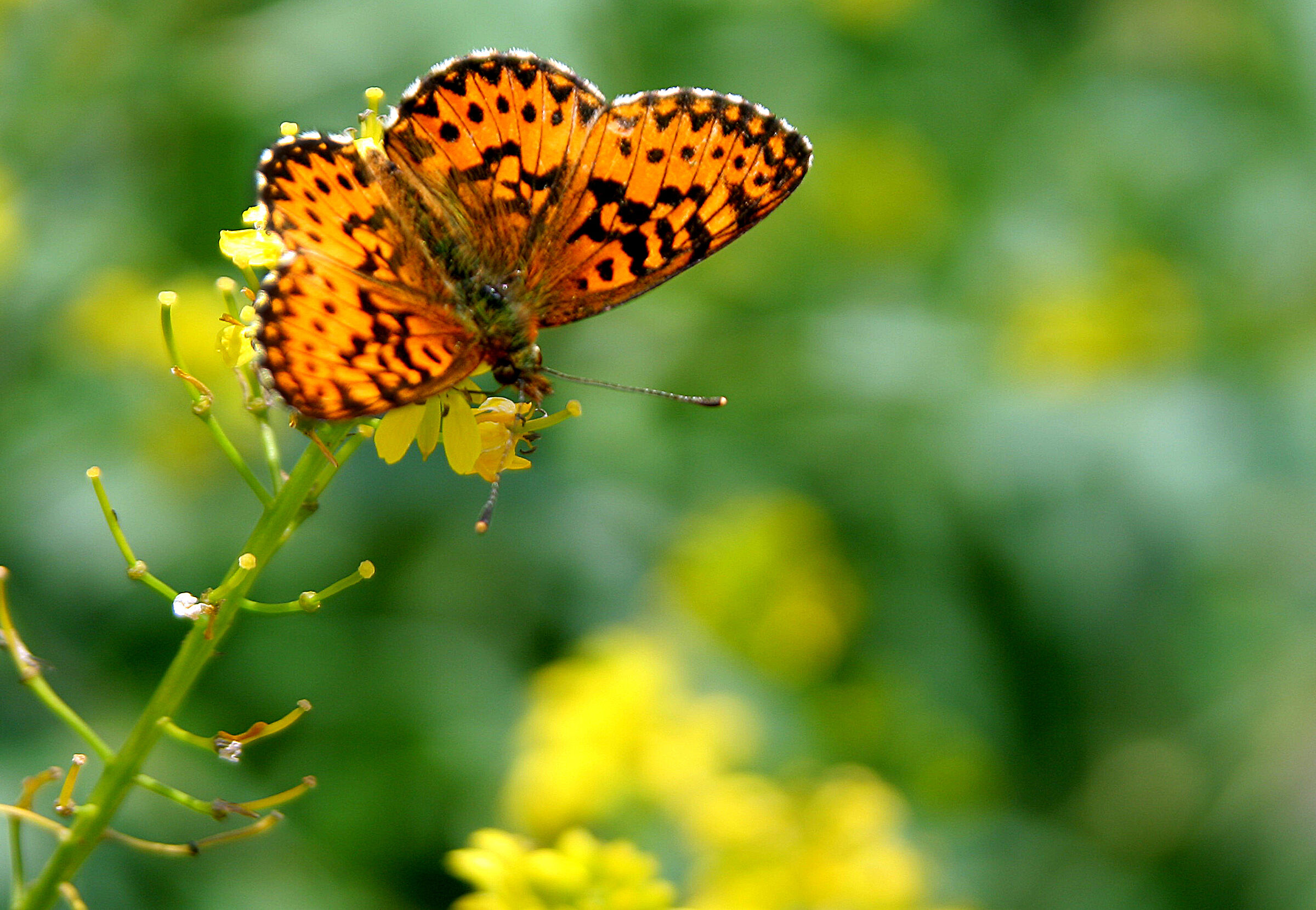 butterfly in the meadow